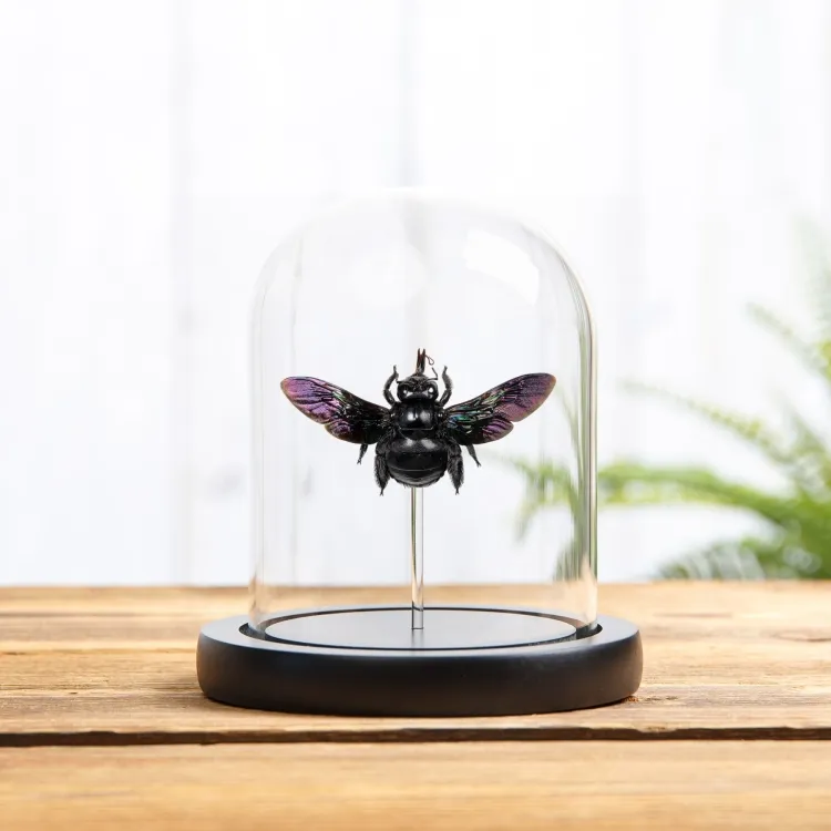 Broad-handed Carpenter Bee In Glass Dome (Xylocopa latipes)