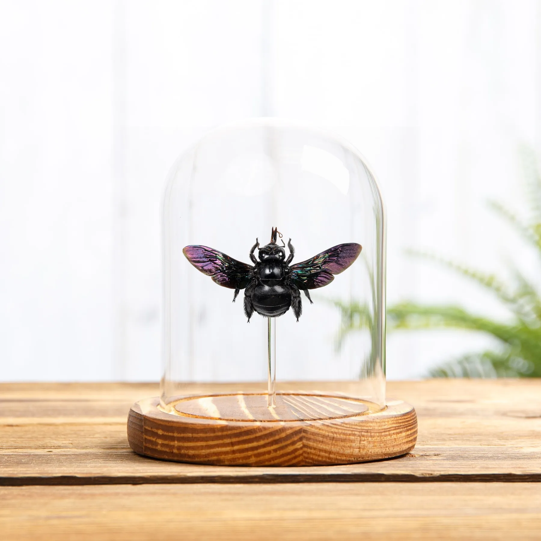 Minibeast Broad-handed Carpenter Bee In Glass Dome (Xylocopa latipes)