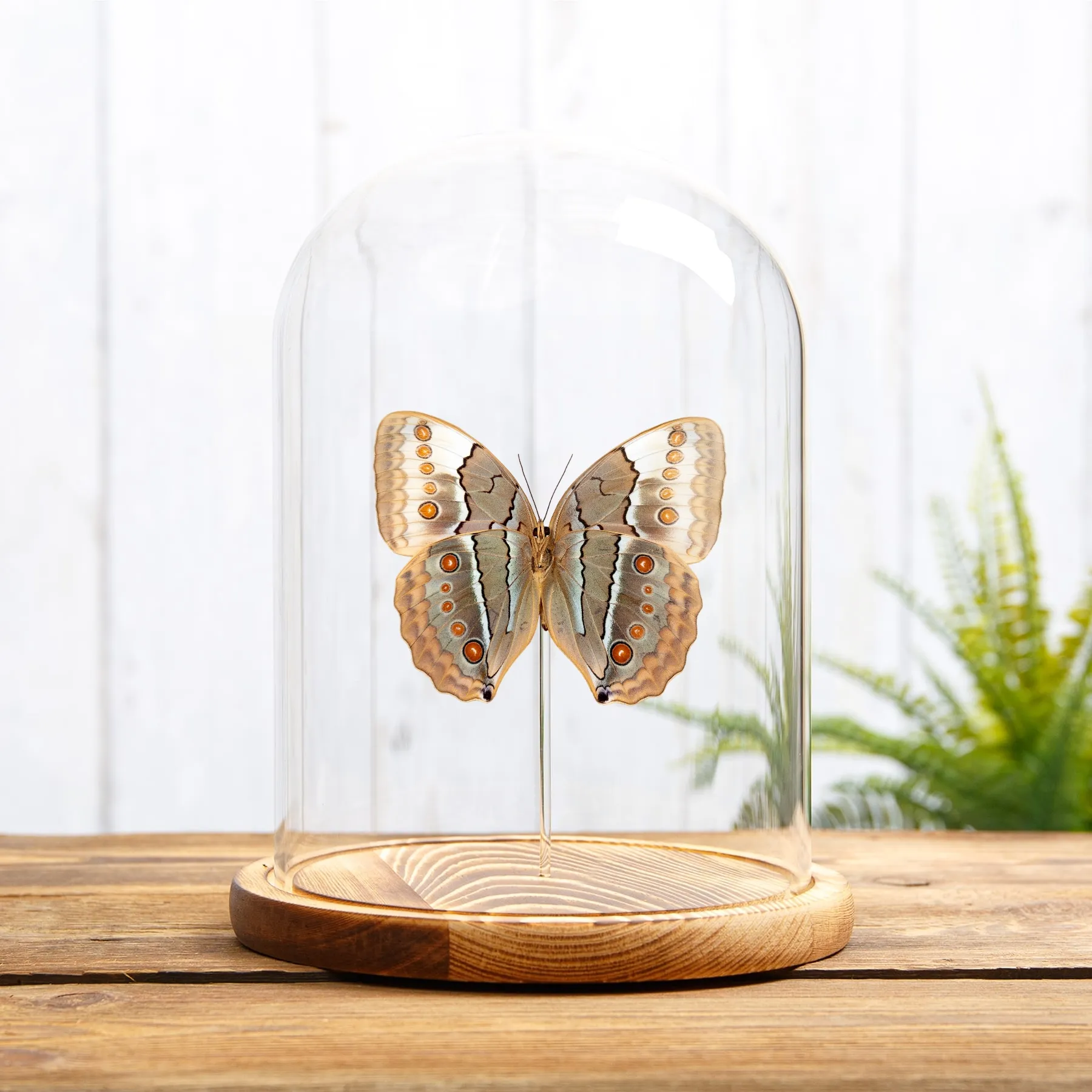 Minibeast The Jungle Queen Ventral Side Butterfly In Glass Dome (Stichophthalma louisa)