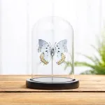 Minibeast Jewelled Nawab Butterfly In Glass Dome (Polyura delphis)