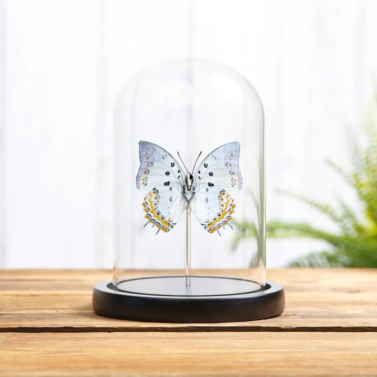 Jewelled Nawab Butterfly In Glass Dome (Polyura delphis)