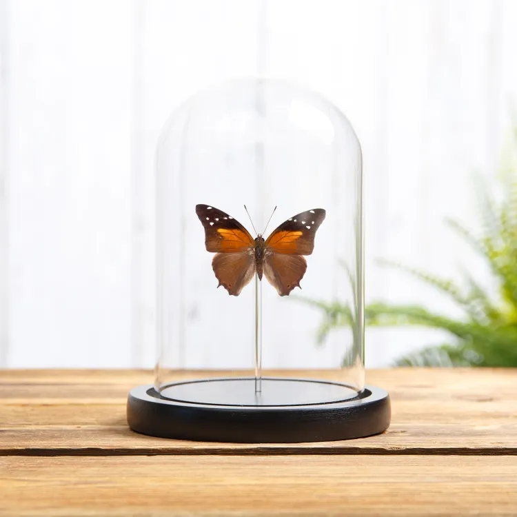 The Tailed Cecropian Butterfly In Glass Dome (Historis acheronta)