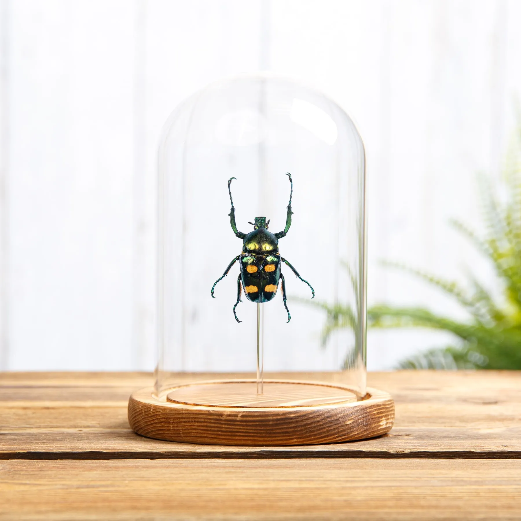 Minibeast Vier-Punkt-Blütenkäfer in einer Glasglocke (Jumnos ruckeri)
