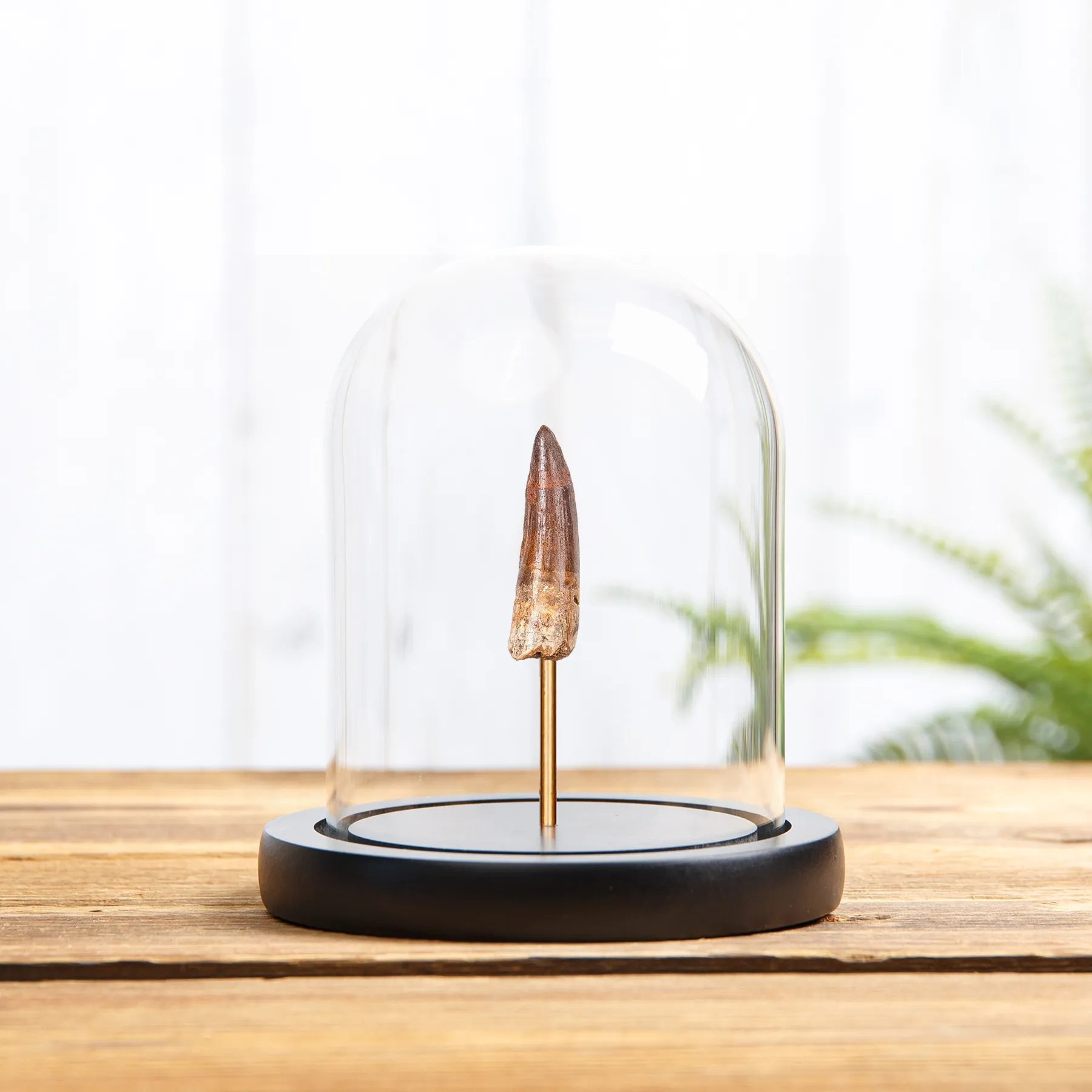 Minibeast Small Spinosaurus Dinosaur Tooth Fossil In Glass Dome (Spinosaurus aegyptiacus)