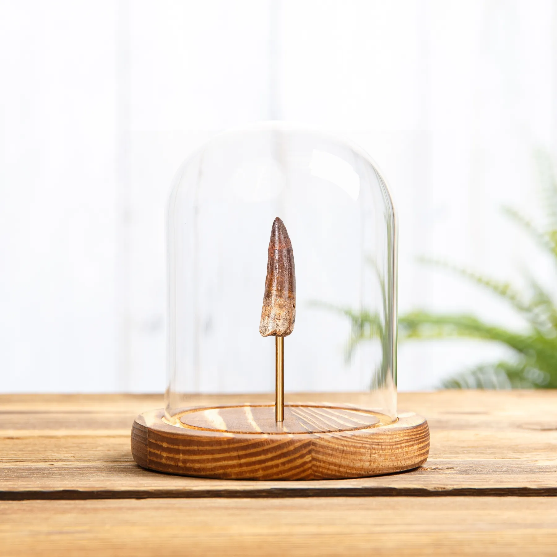 Minibeast Small Spinosaurus Dinosaur Tooth Fossil In Glass Dome (Spinosaurus aegyptiacus)