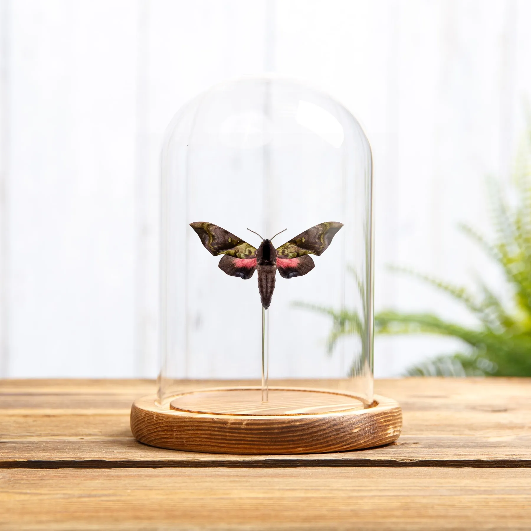Rare Elwes' Pink & Green Hawk Moth In Glass Dome (Anambulyx elwesi) Minibeast Rare Elwes' Pink & Green Hawk Moth In Glass Dome (Anambulyx elwesi)