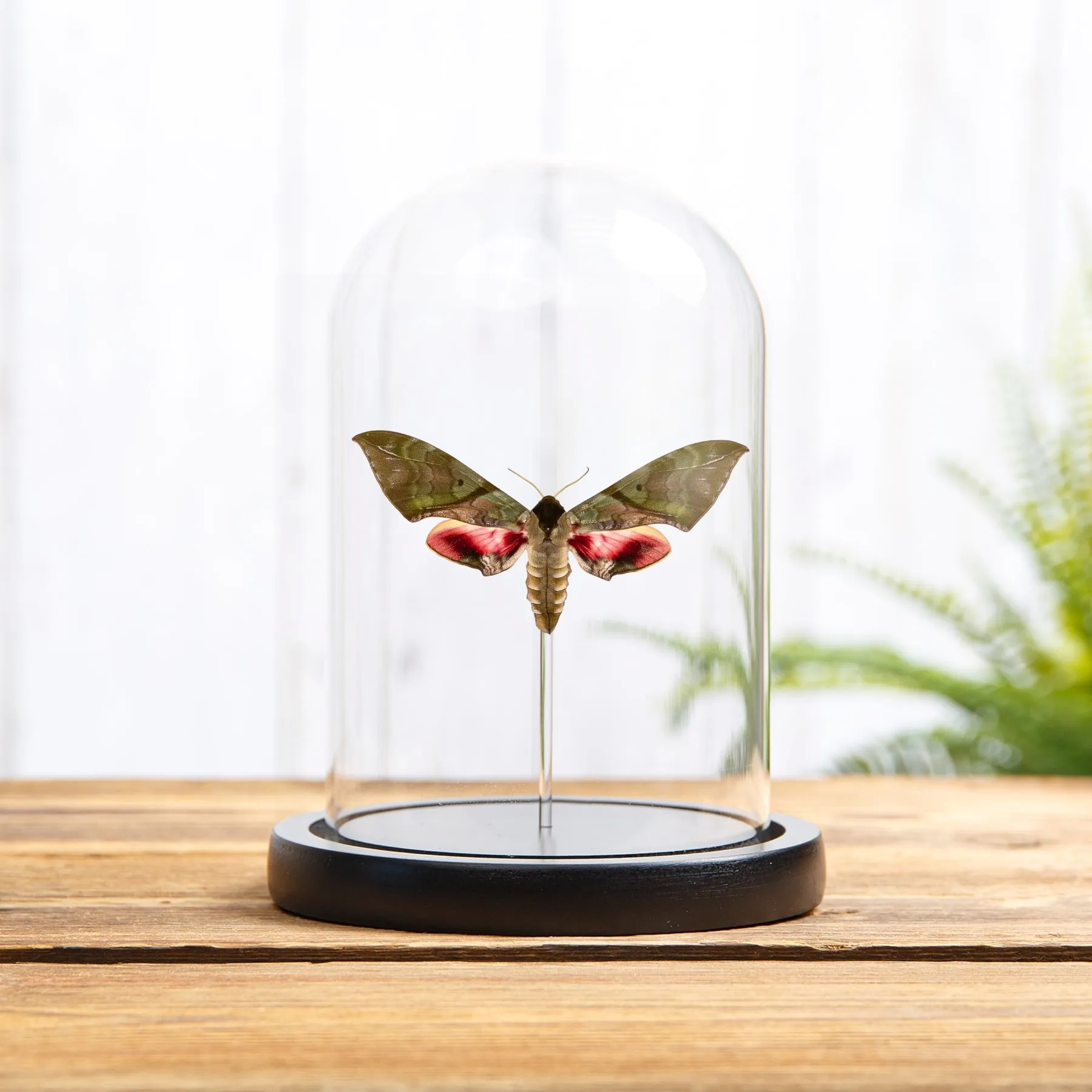 Large Pink & Green Hawk Moth In Glass Dome (Callambulyx rubricosa) Minibeast Large Pink & Green Hawk Moth In Glass Dome (Callambulyx rubricosa)