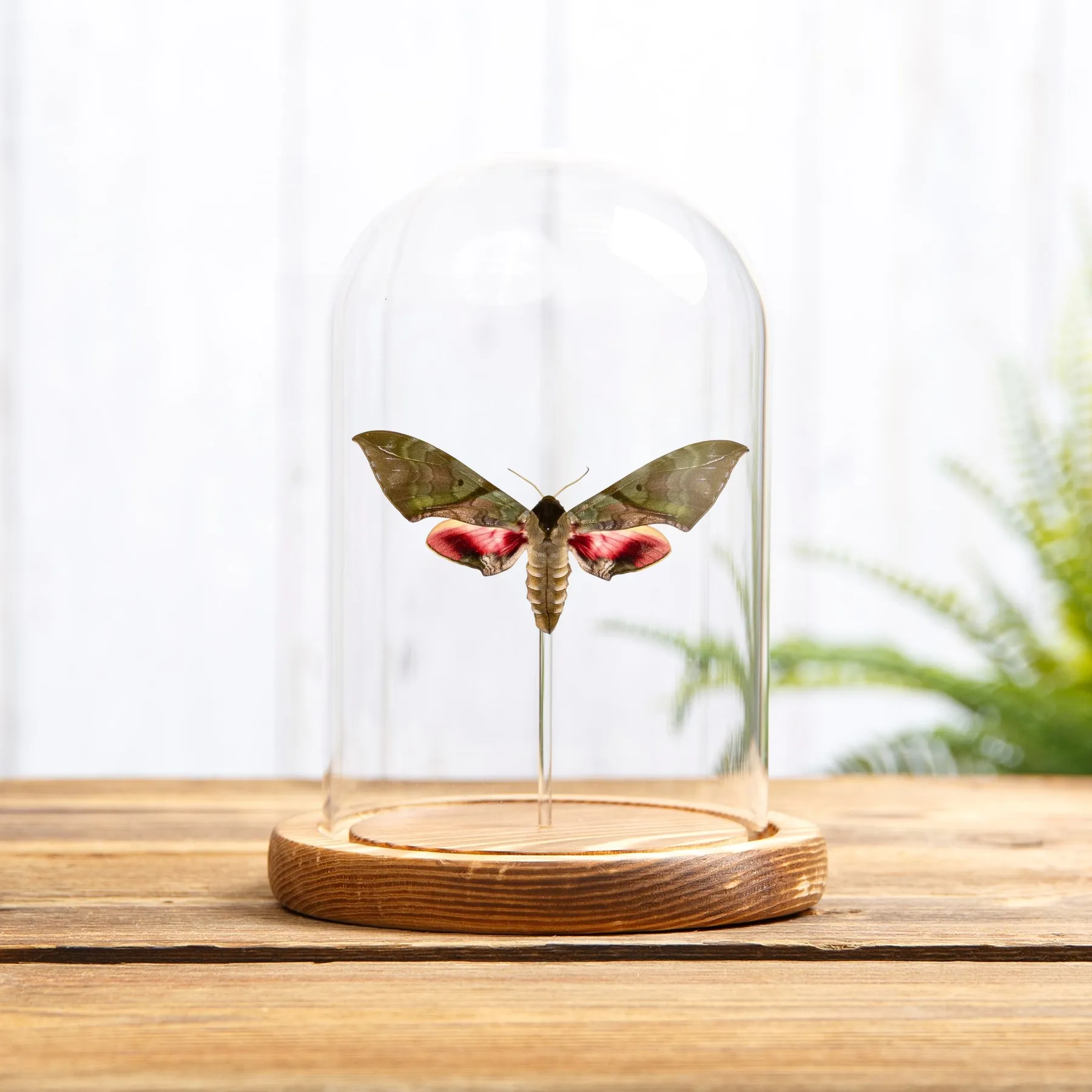 Large Pink & Green Hawk Moth In Glass Dome (Callambulyx rubricosa) Minibeast Large Pink & Green Hawk Moth In Glass Dome (Callambulyx rubricosa)