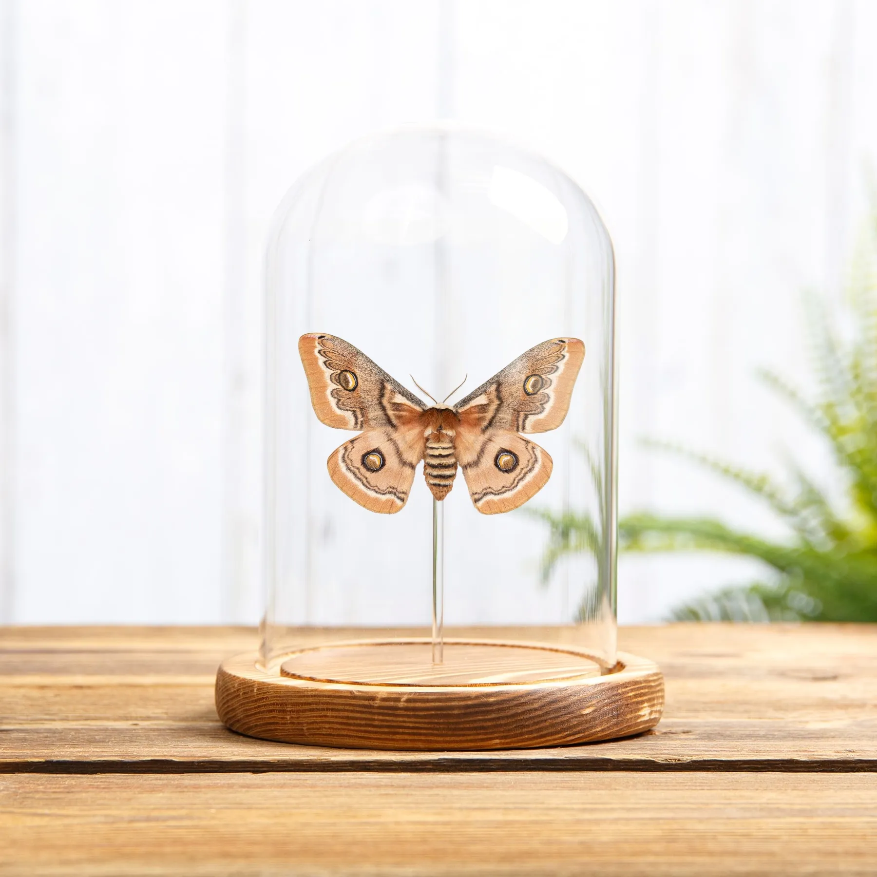 Hutton's Emperor Moth In Glass Dome (Neoris shadulla) Minibeast Hutton's Emperor Moth In Glass Dome (Neoris shadulla)