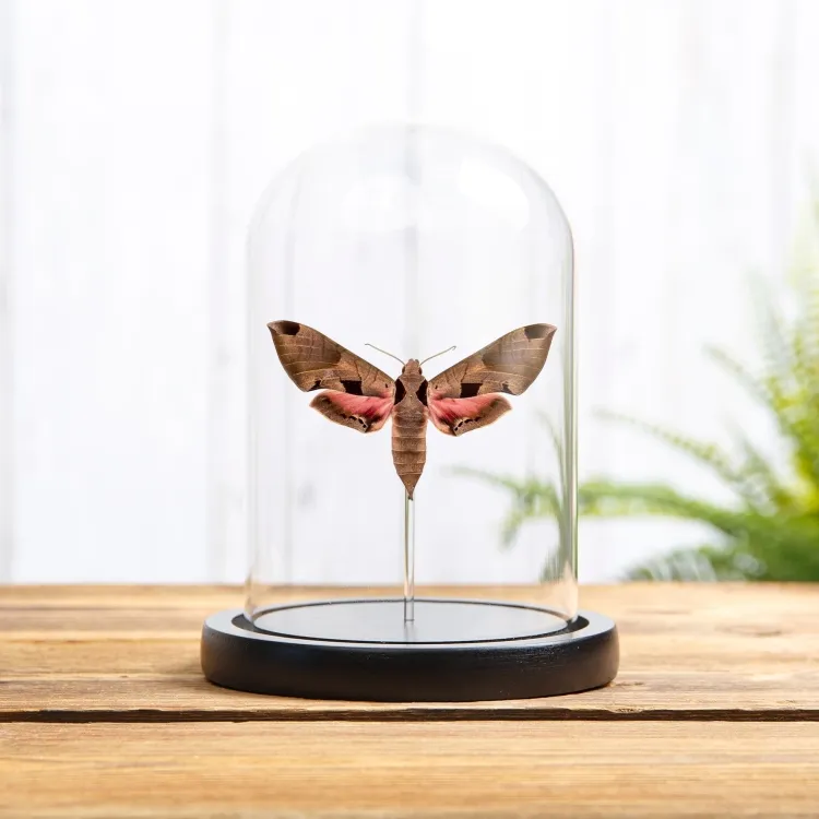 Achemon Sphinx Moth In Glass Dome (Eumorpha achemon)