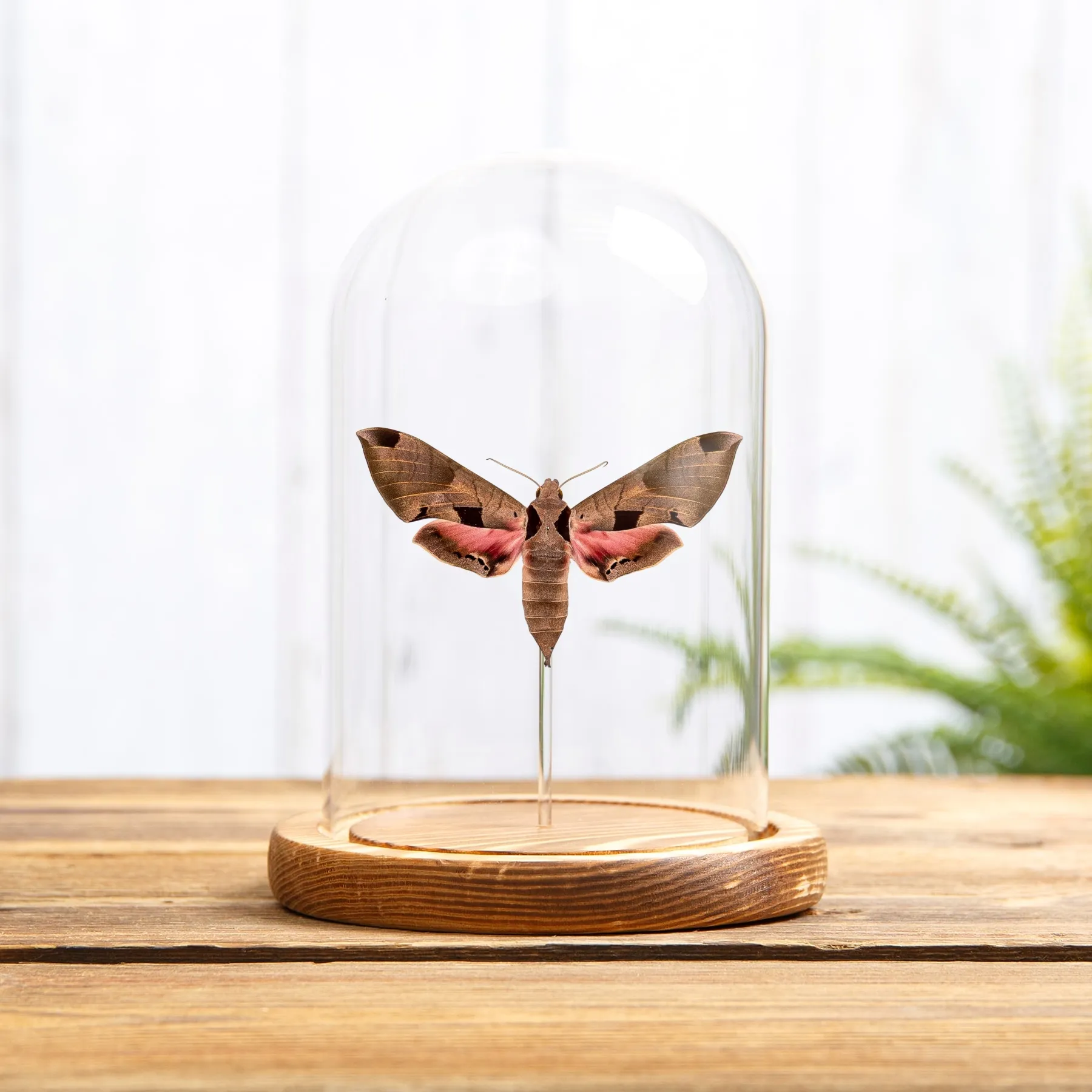 Minibeast Polilla Esfinge Achemon en campana de vidrio (Eumorpha achemon)