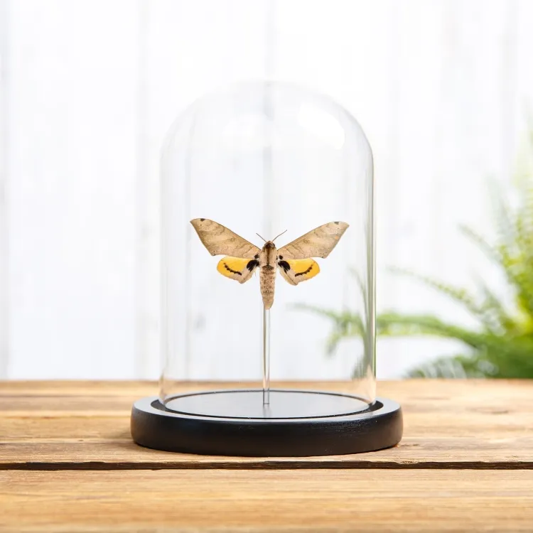 Pseudoclanis occidentalis Moth In Glass Dome from Africa