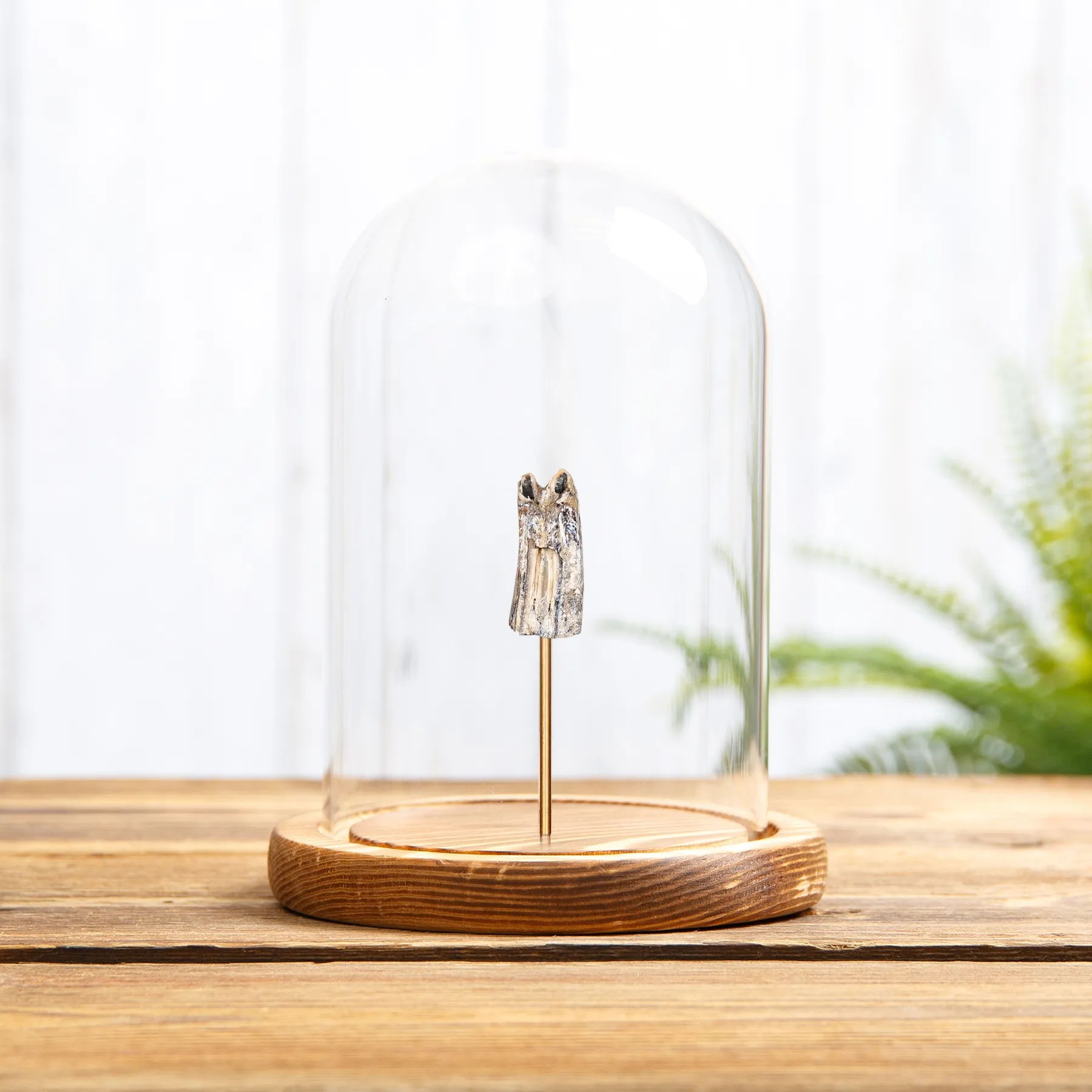 Minibeast White Horse Tooth Fossil In Glass Dome (Equus sp)