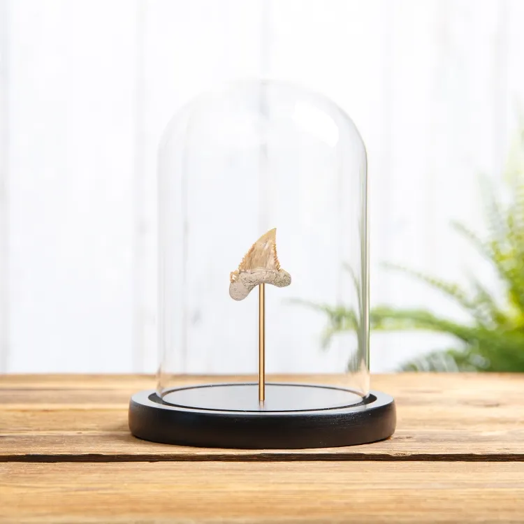Palaeocarcharodon Shark Tooth Fossil in Glass Dome (Palaeocarcharodon orientalis)