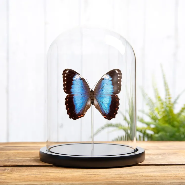 Helenor Blue Morpho Butterfly In Glass Dome (Morpho helenor violaceus)