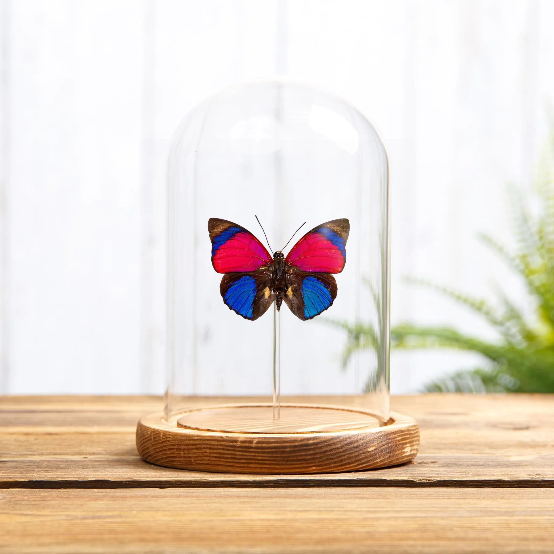 Minibeast Claudina Agrias Butterfly In Glass Dome (Agrias sardanapulis)