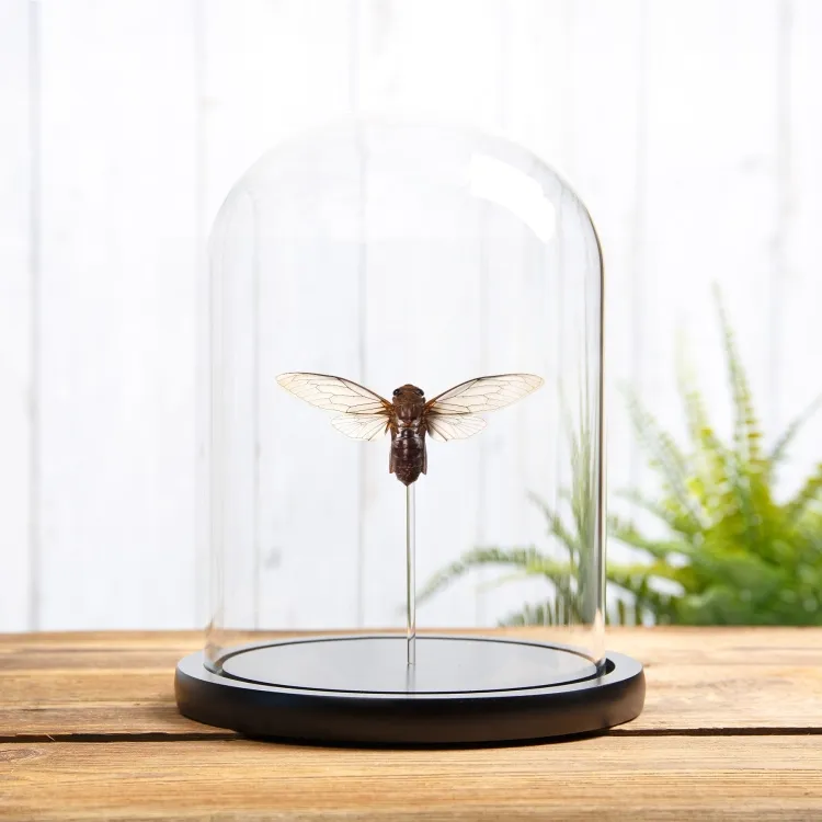 Platylomia radah Cicada In Glass Dome with Wooden Base From Southeast Asia