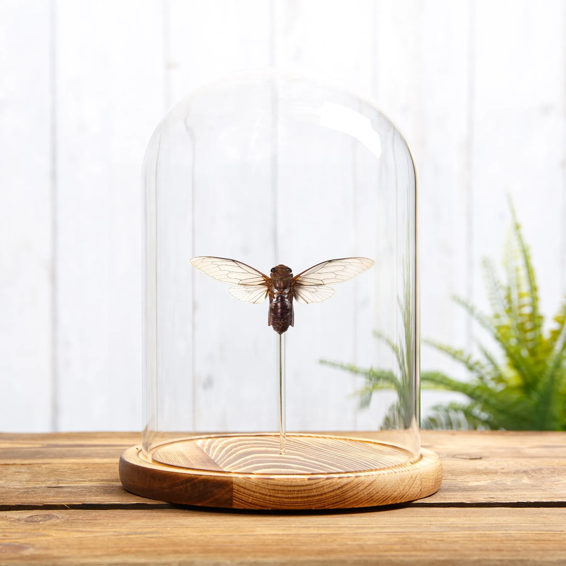 Minibeast Platylomia radah Cicade in Glazen Stolp met Houten Basis uit Zuidoost-Azië
