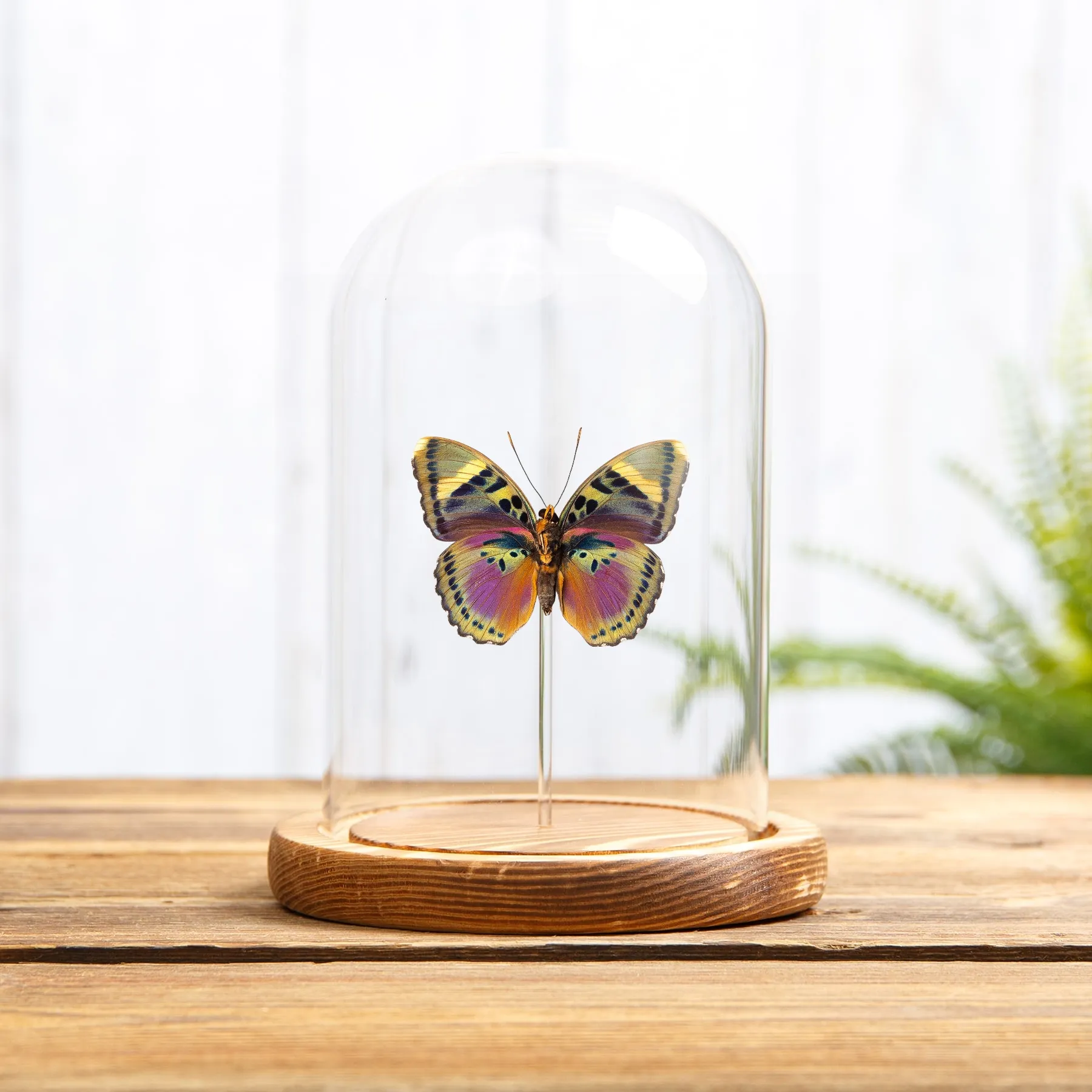 Minibeast Rosa Forstschmetterling in einer Glasglocke mit Holzsockel (Euphedras xypete)