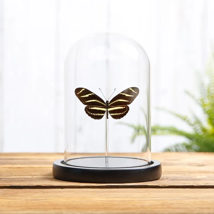La Mariposa Heliconiana Cebra en campana de vidrio con Base de Madera (Heliconius charithonia tuckeri)