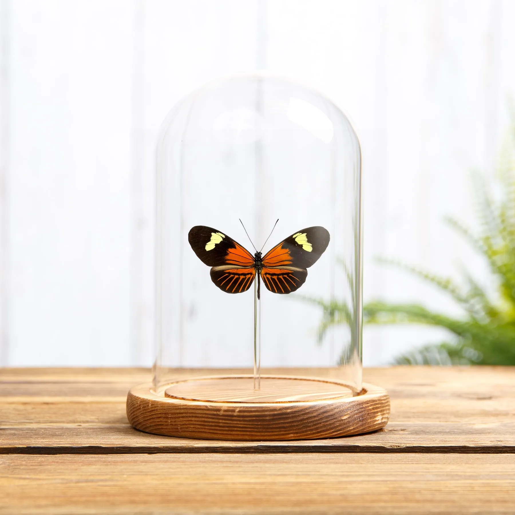 Minibeast De Postman Vlinder in Glazen Stolp met Houten Basis (Heliconius melpomene ecuadorensis)