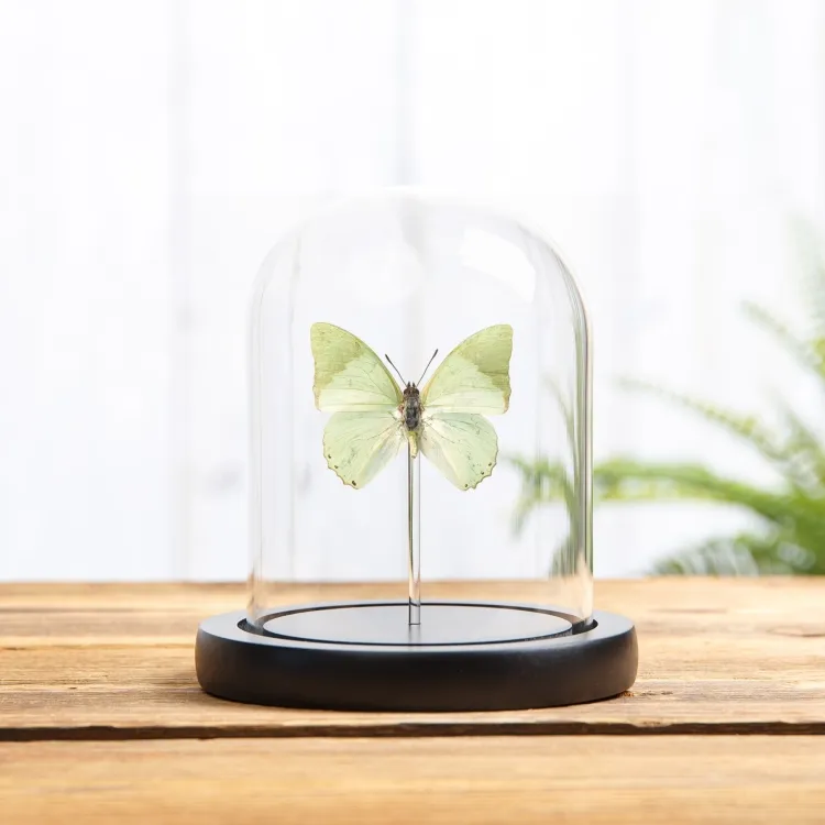 Διακοσμητική Πράσινη Πεταλούδα Charaxes σε Γυάλινο Θόλο με Ξύλινη Βάση (Charaxes subornatus)