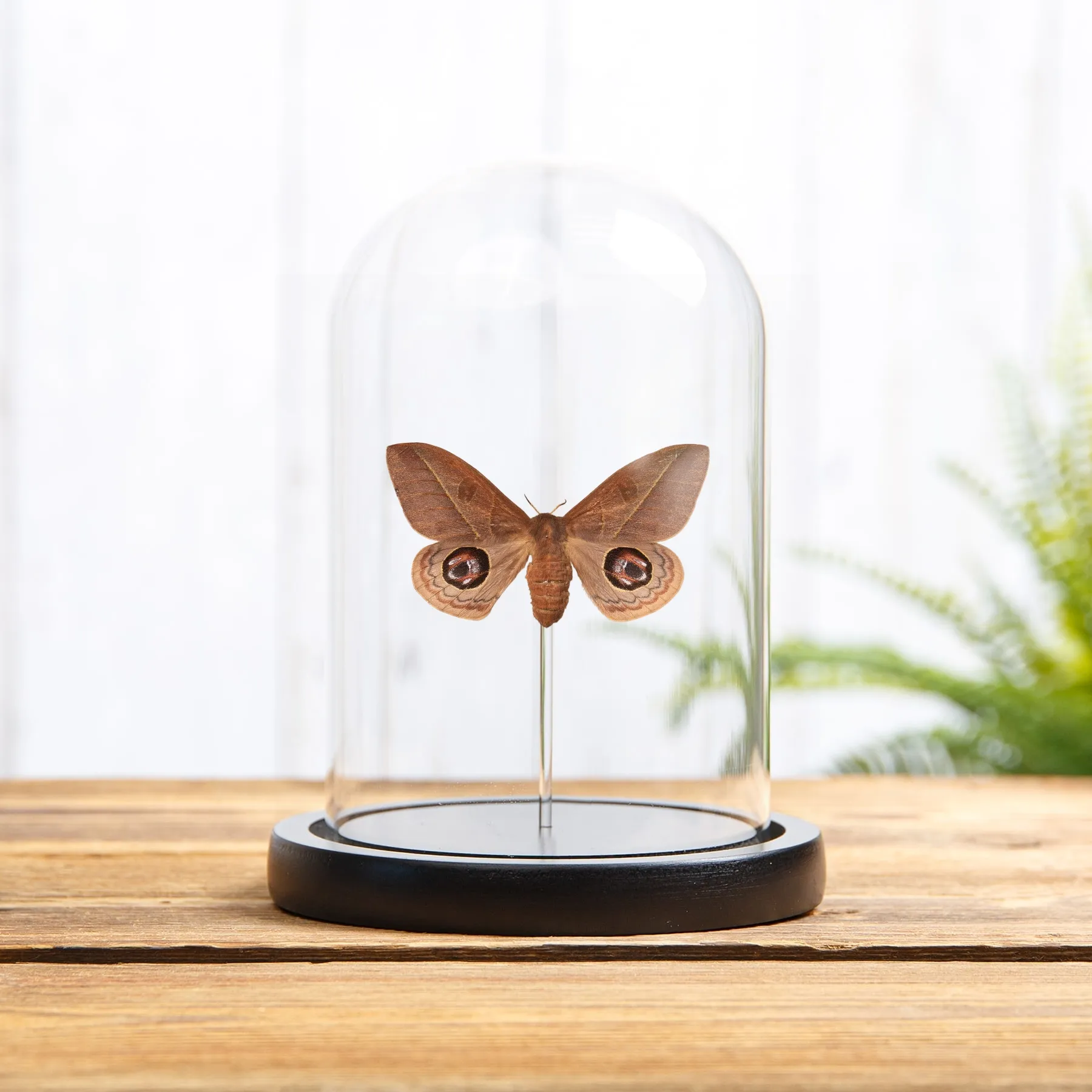 Minibeast Leucanella viridescens papillon de nuit sous cloche en verre avec socle en bois, provenant d’Argentine