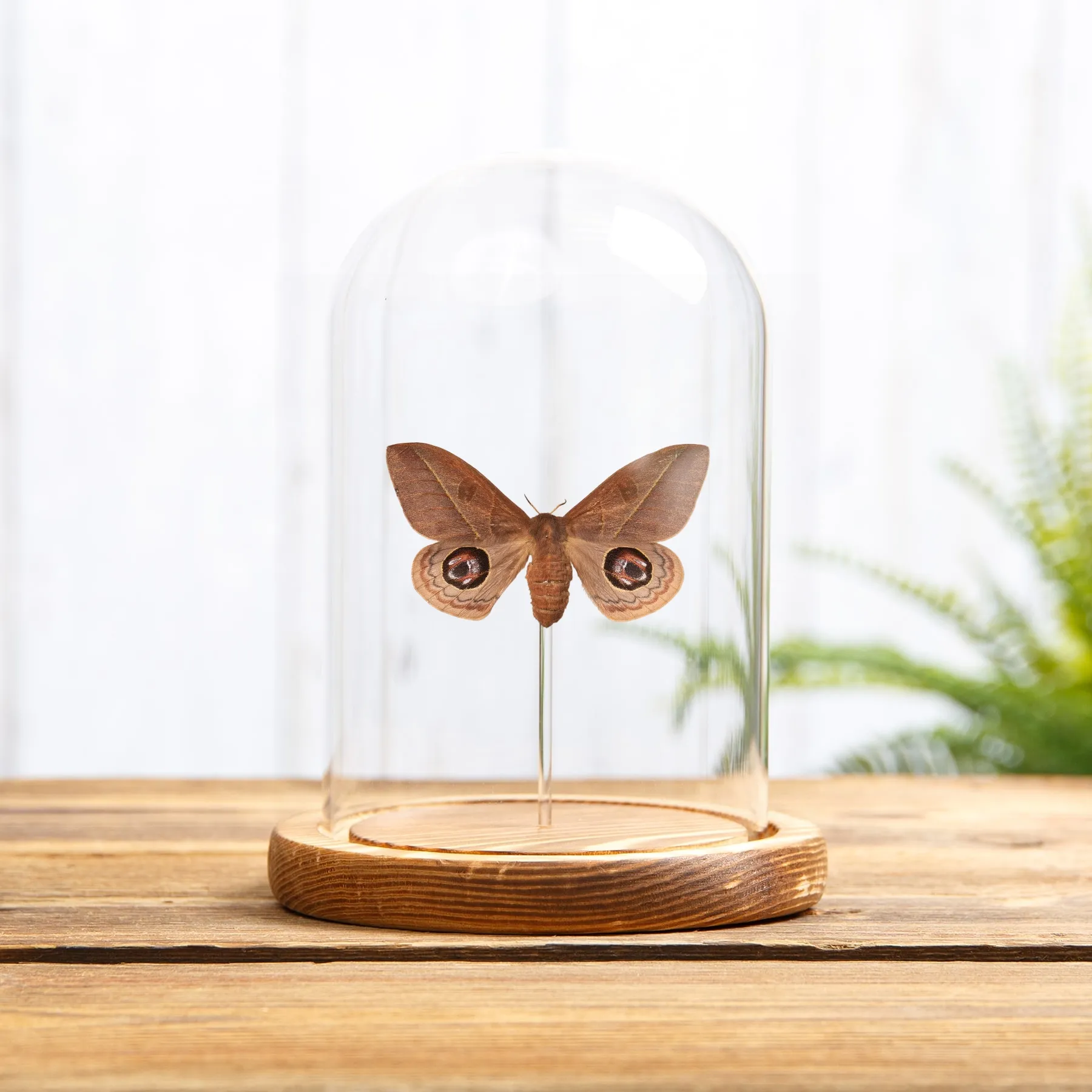 Minibeast Leucanella viridescens papillon de nuit sous cloche en verre avec socle en bois, provenant d’Argentine