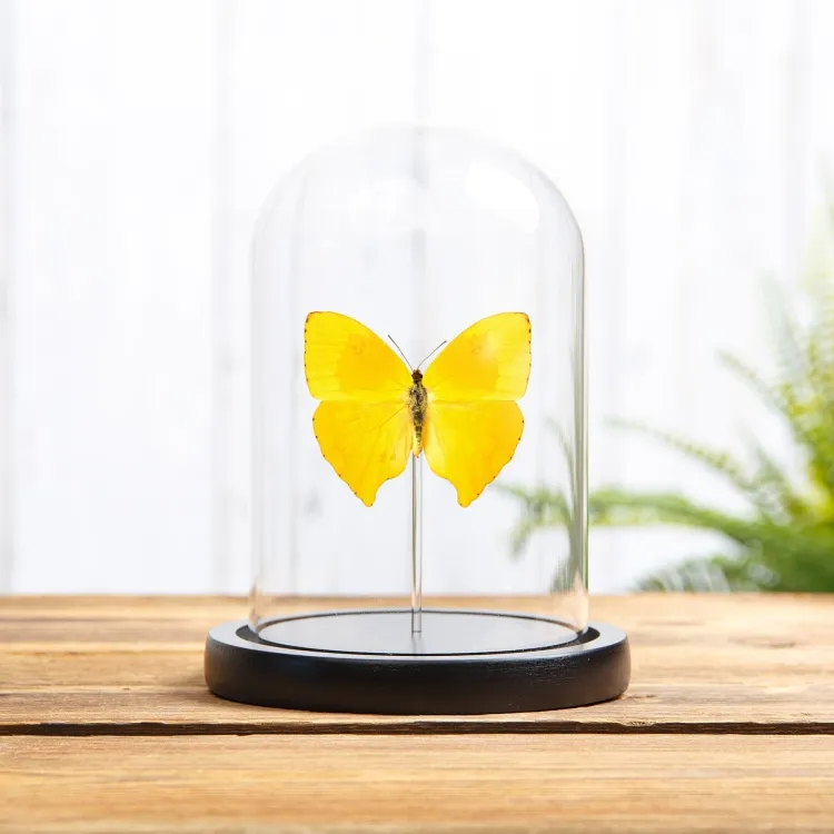 Le Papillon Soufre à Queue sous cloche en verre avec Base en Bois (Phoebis rurina)