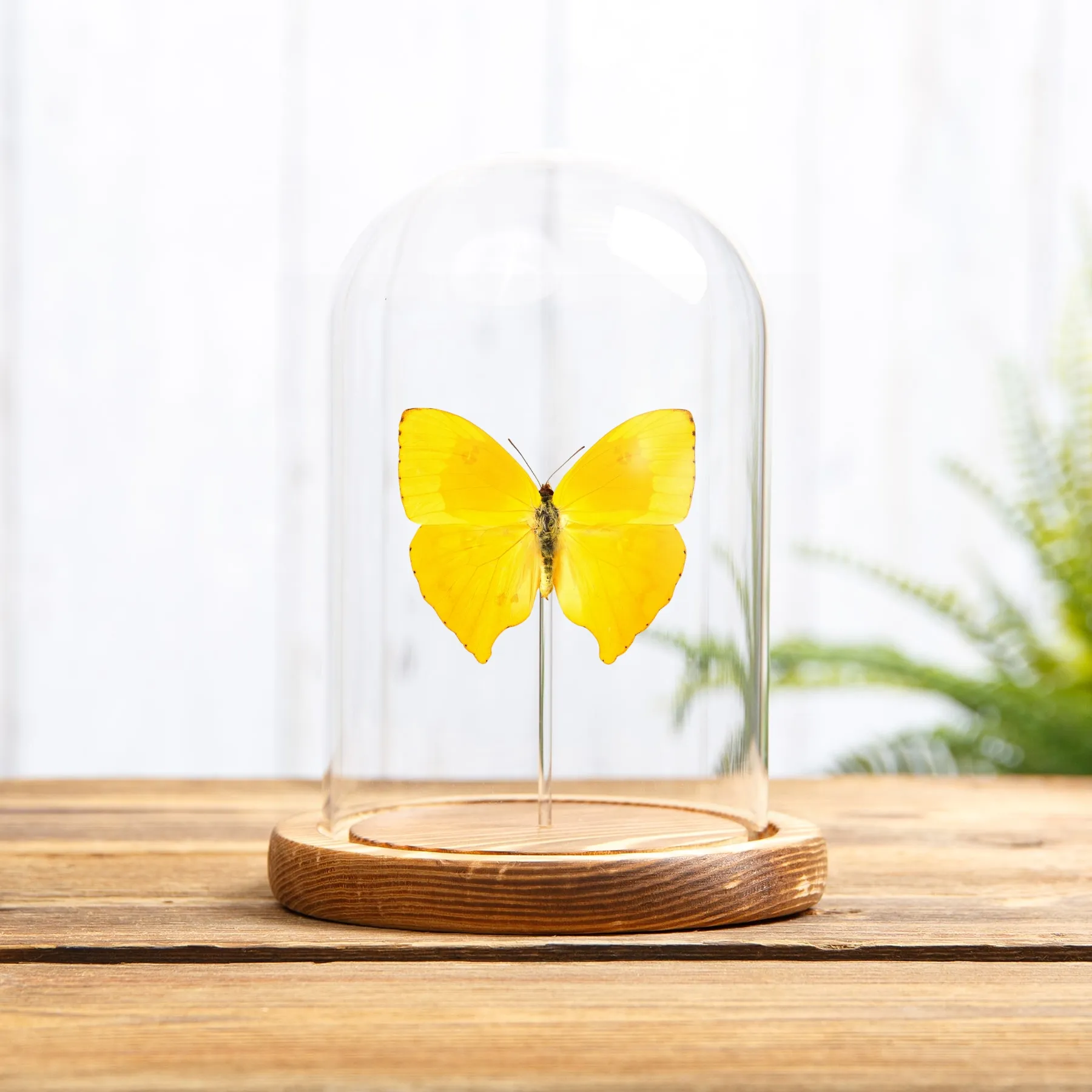 Minibeast Der Schwänzchen-Schwefel-Schmetterling in einer Glasglocke mit Holzsockel (Phoebis rurina)