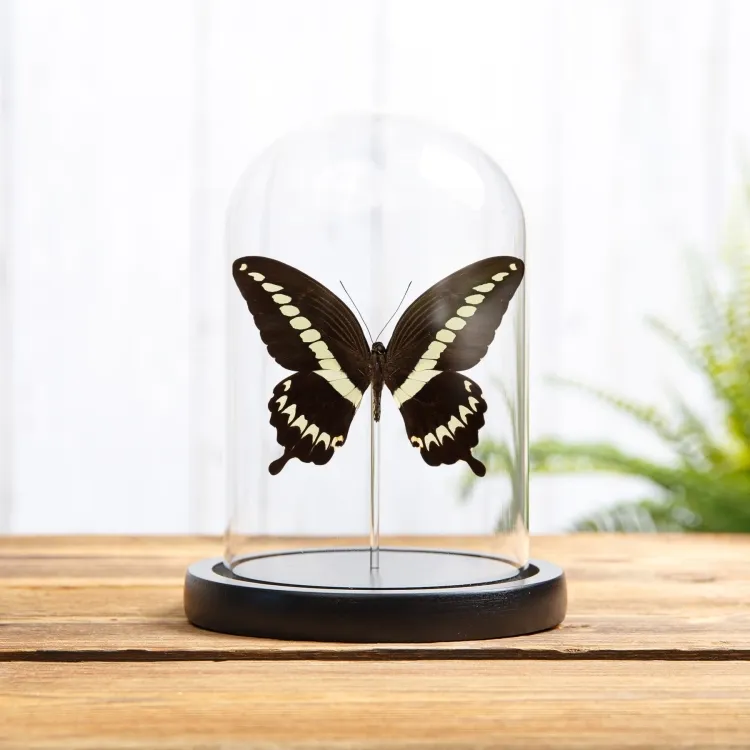 Papillon porte-queue à bandes crème sous cloche en verre avec base en bois (Papilio gigon)