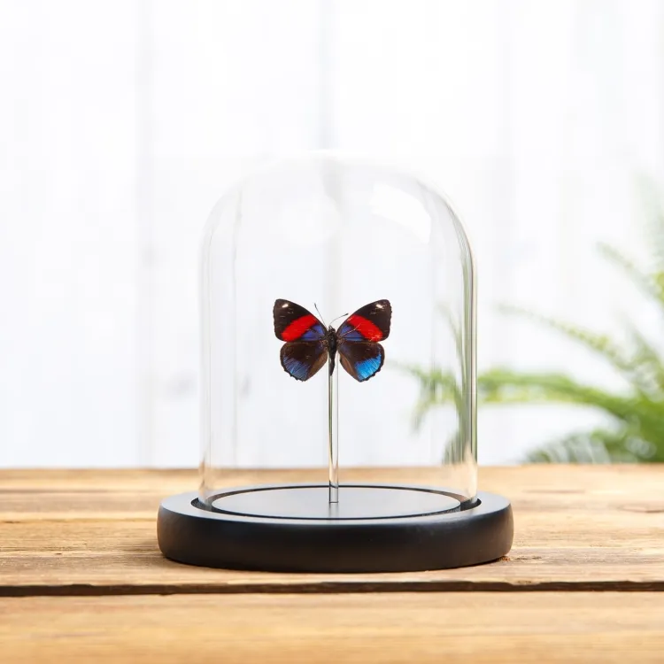 Hydaspes Eighty-eight Butterfly In Glass Dome with Wooden Base (Callicore hydaspes)