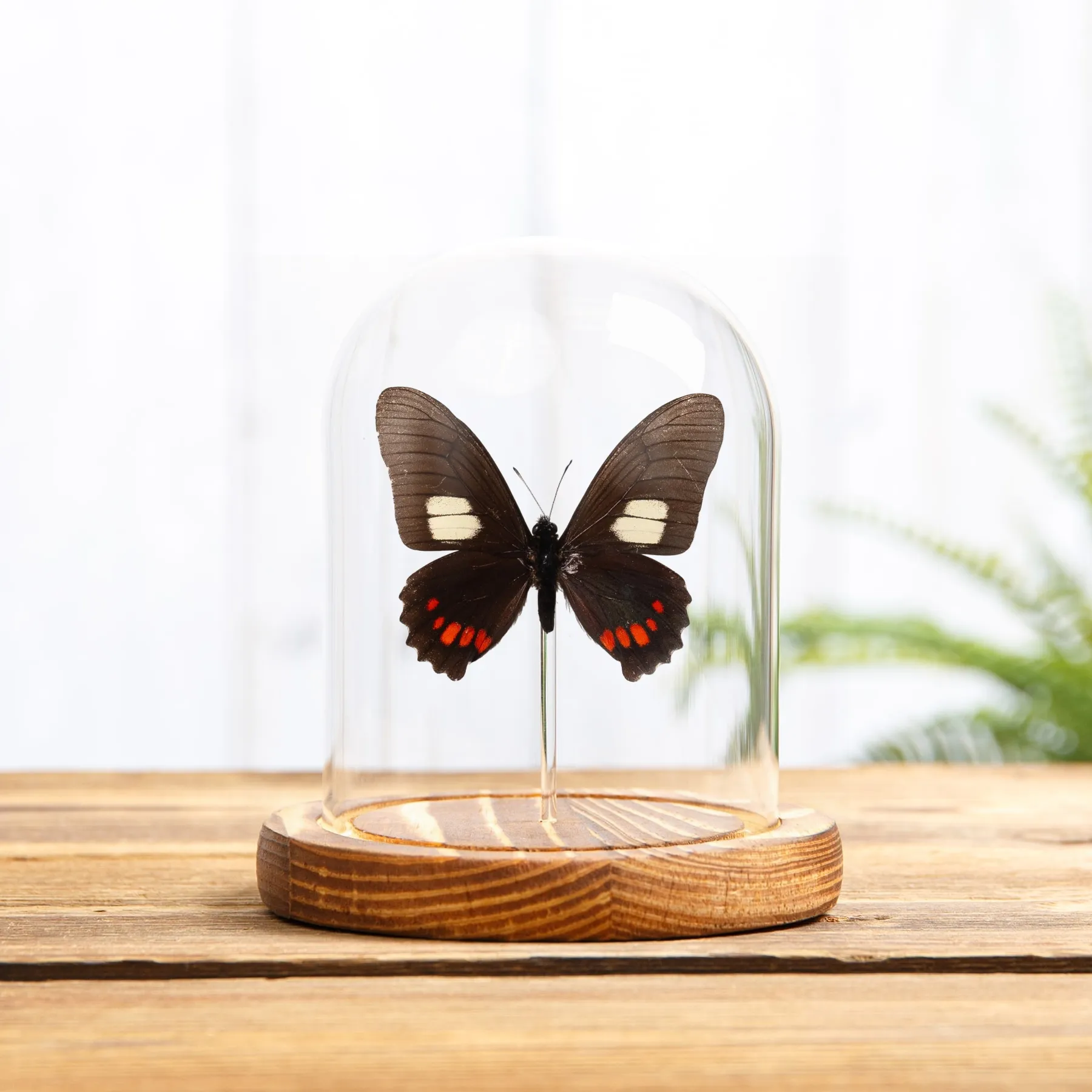Minibeast Harmodius Schwalbenschwanz-Schmetterling in einer Glasglocke mit Holzsockel (Mimoides xeniades)
