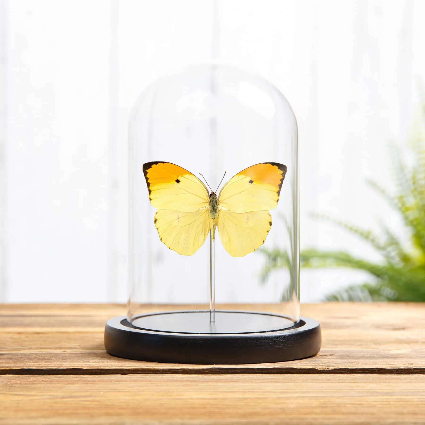 Orange-tipped Angled-sulphur Butterfly In Glass Dome with Wooden Base (Anteos menippe) Minibeast Orange-tipped Angled-sulphur Butterfly In Glass Dome with Wooden Base (Anteos menippe)