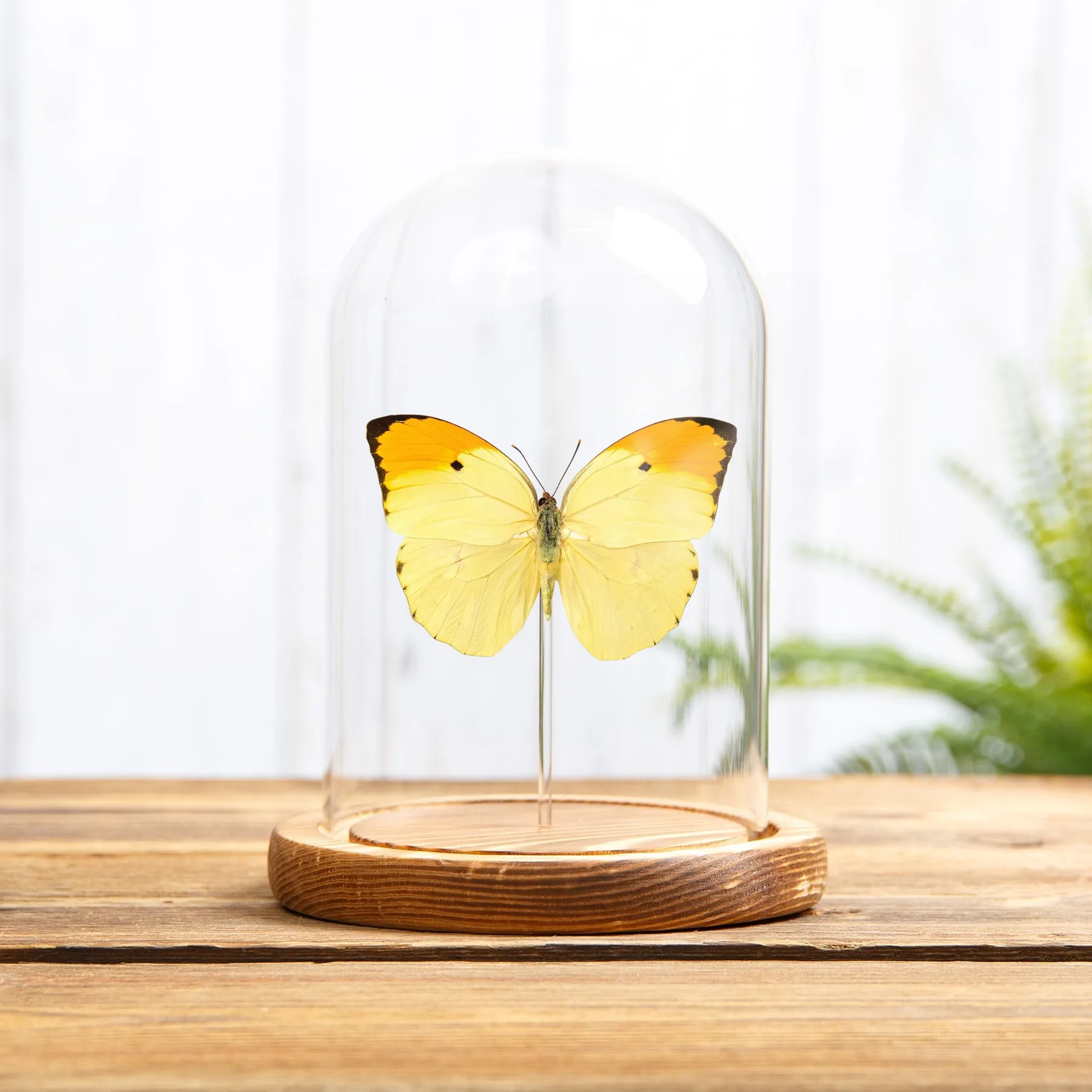 Orange-tipped Angled-sulphur Butterfly In Glass Dome with Wooden Base (Anteos menippe) Minibeast Orange-tipped Angled-sulphur Butterfly In Glass Dome with Wooden Base (Anteos menippe)