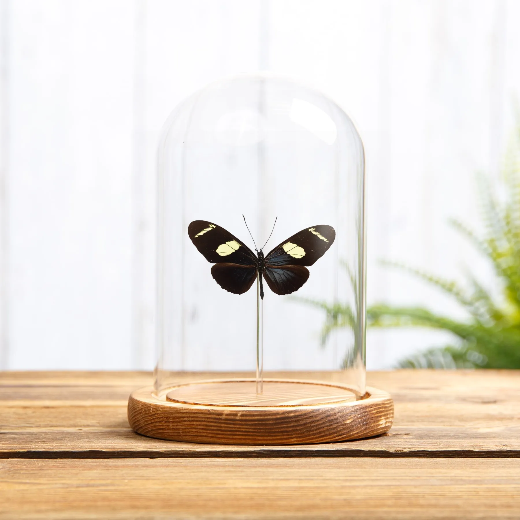 Wallace's Longwing Butterfly In Glass Dome with Wooden Base (Heliconius wallacei flavescens) Minibeast Wallace's Longwing Butterfly In Glass Dome with Wooden Base (Heliconius wallacei flavescens)