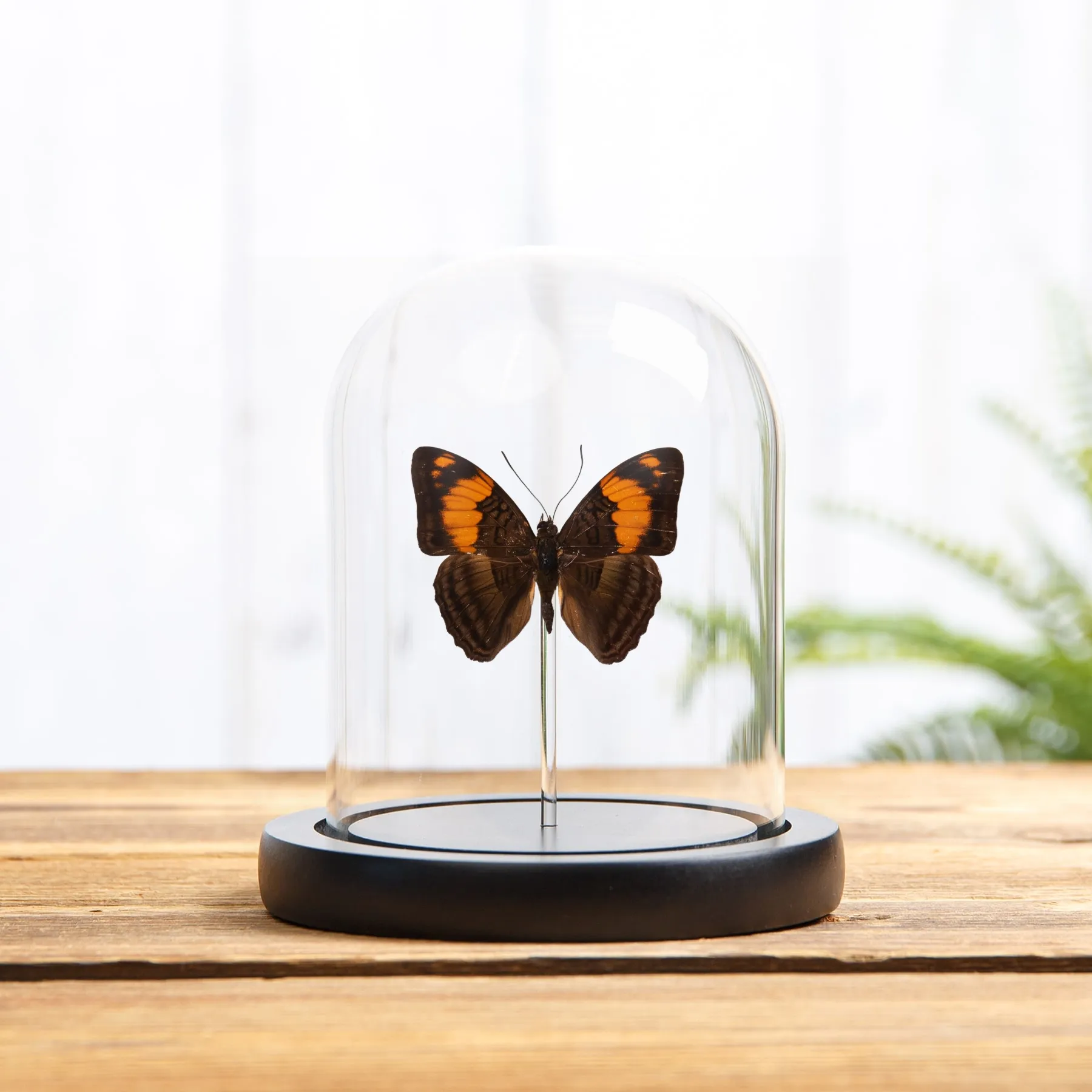 Minibeast Mesentina Zuster Vlinder in Glazen Stolp met Houten Basis (Adelpha mesentina)