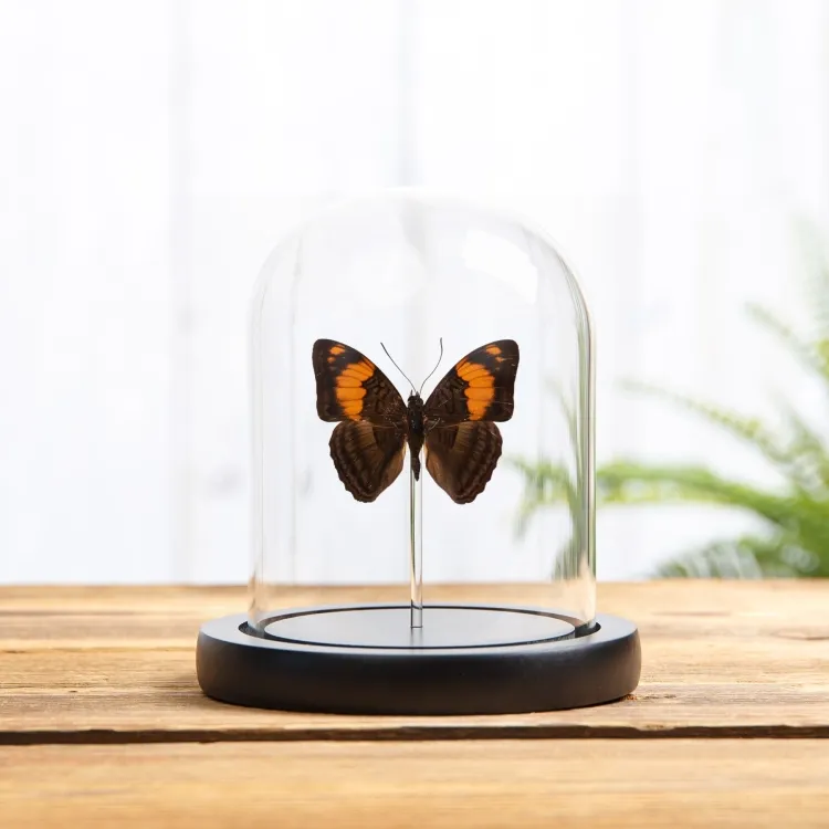 Mesentina Schwester Schmetterling in einer Glasglocke mit Holzsockel (Adelpha mesentina)