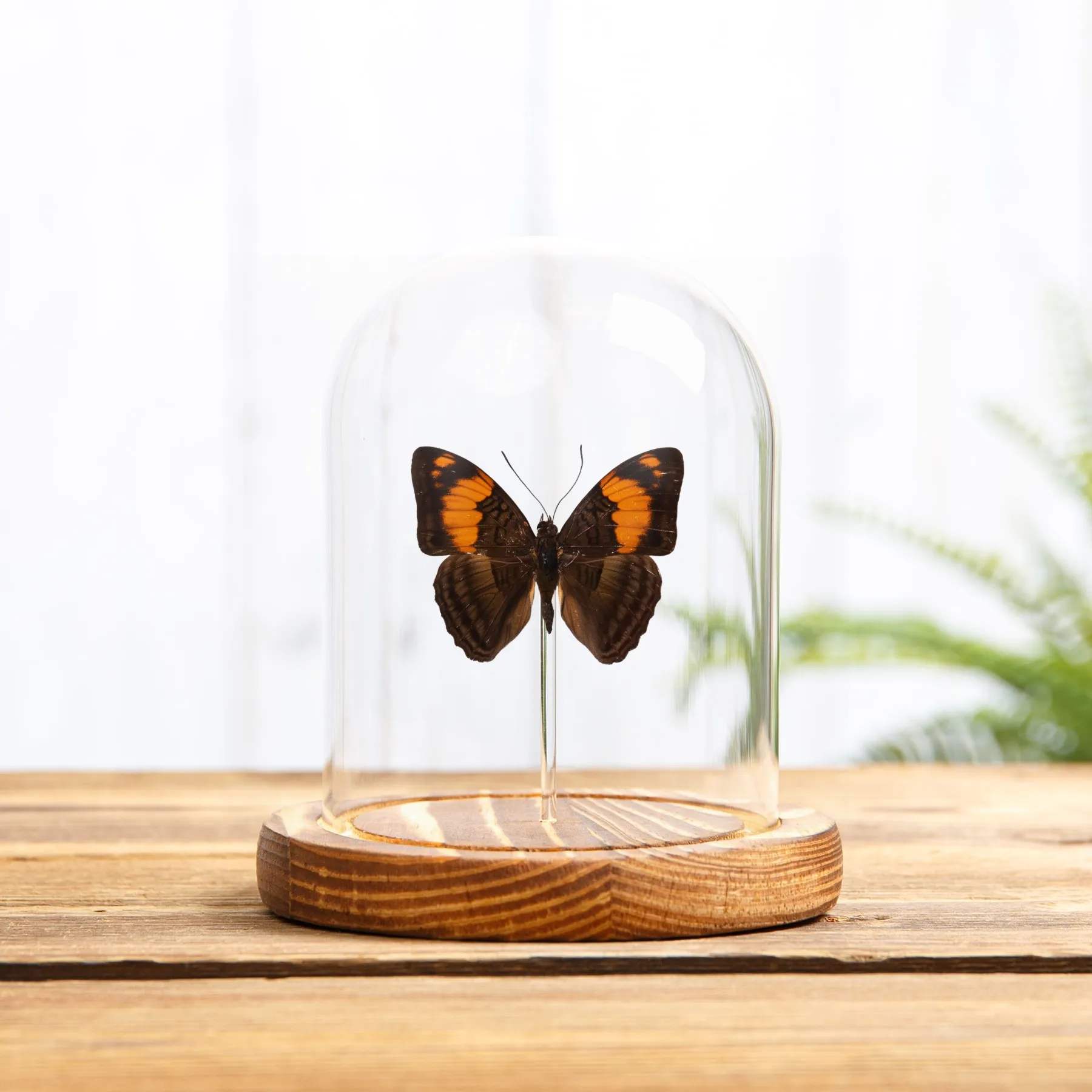 Minibeast Mesentina Zuster Vlinder in Glazen Stolp met Houten Basis (Adelpha mesentina)