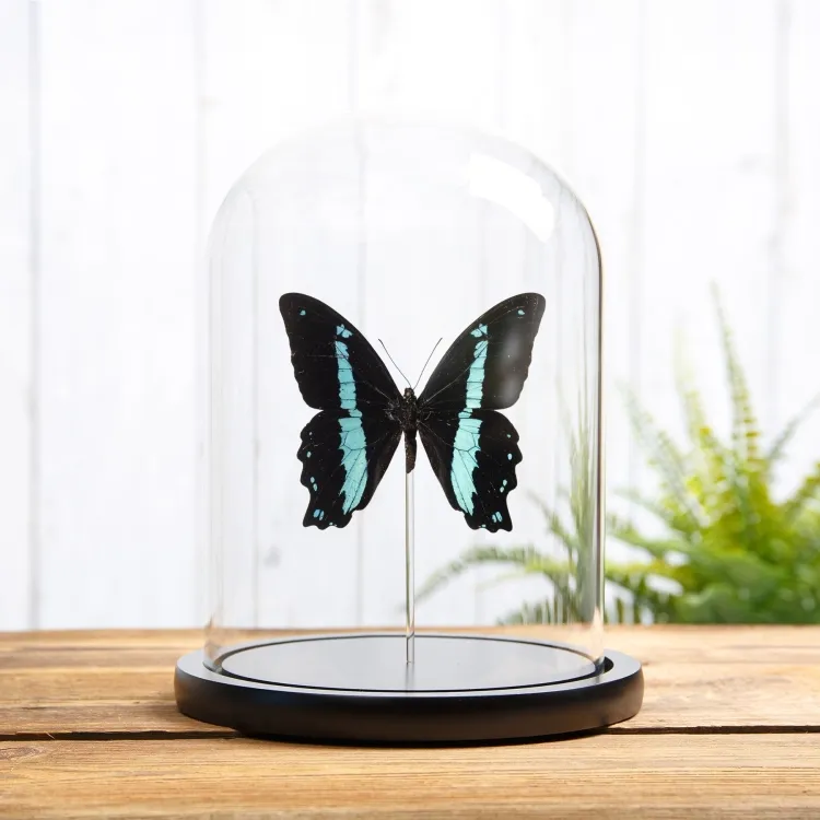 Green-banded Swallowtail Butterfly In Glass Dome with Wooden Base (Papilio nireus)