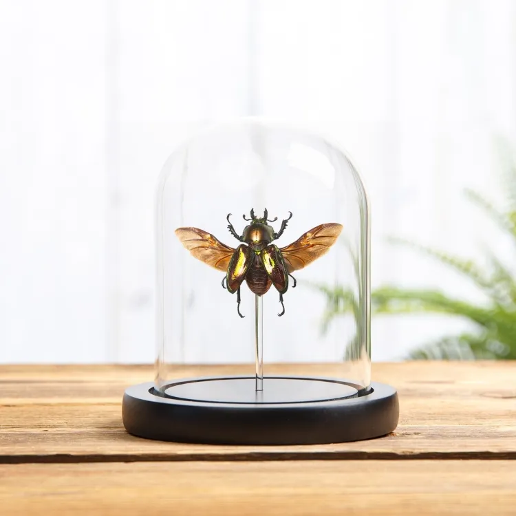 Female Rainbow Stag Beetle In Glass Dome with Wooden Base (Phalacrognathus muelleri)