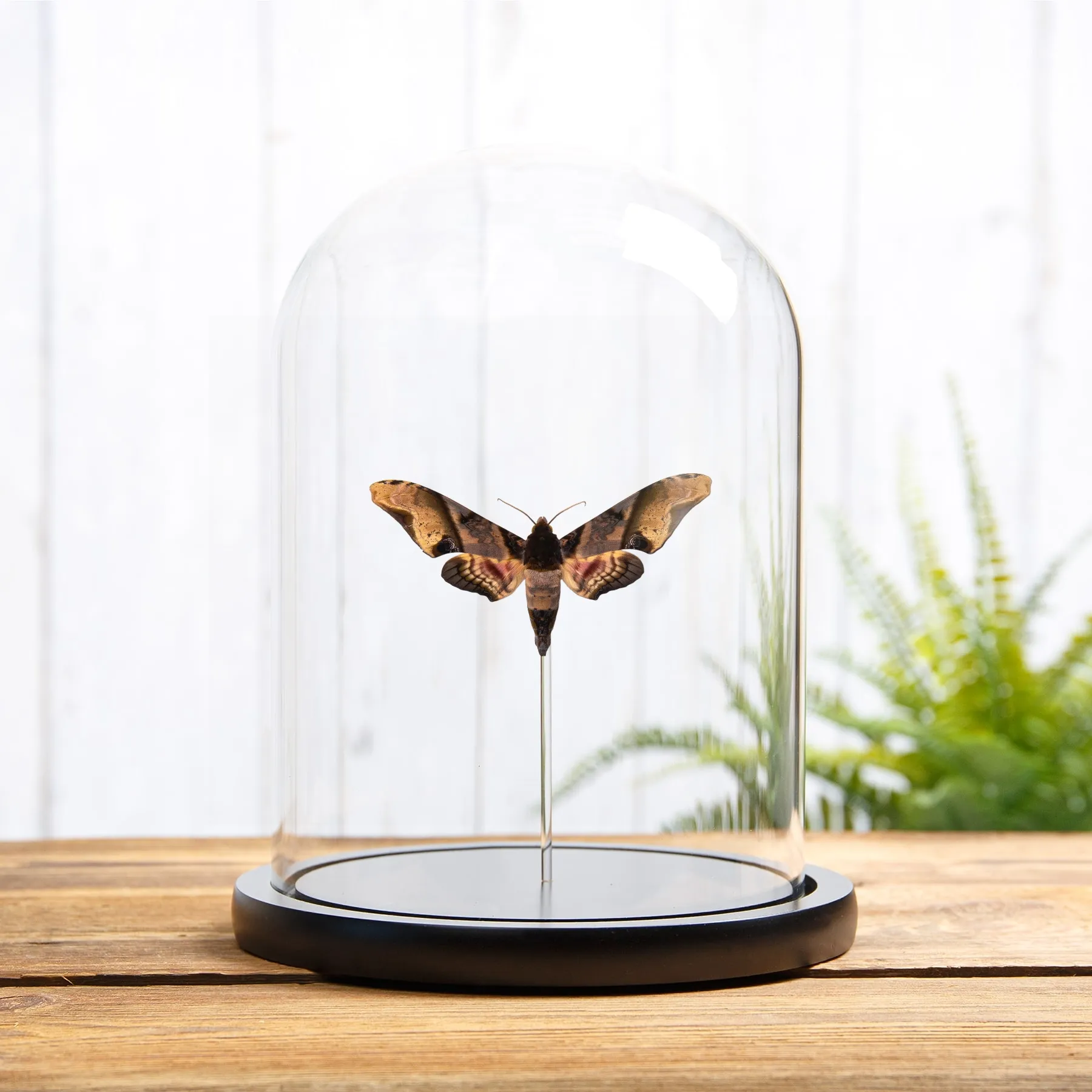 Mango Hawk Moth In Glass Dome with Wooden Base (Amplypterus panopus) Minibeast Mango Hawk Moth In Glass Dome with Wooden Base (Amplypterus panopus)
