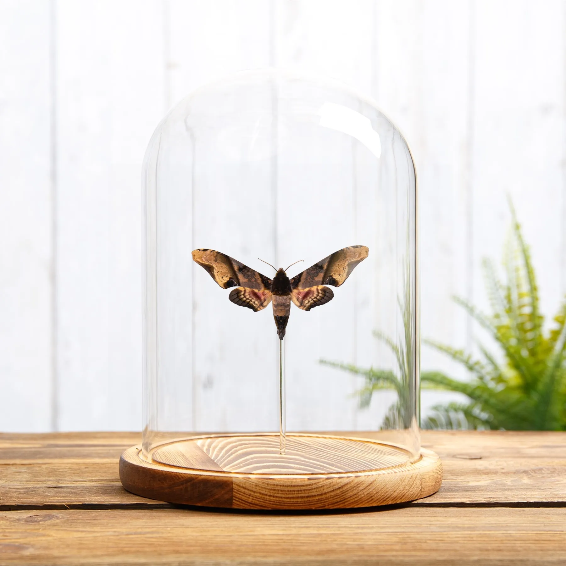 Mango Hawk Moth In Glass Dome with Wooden Base (Amplypterus panopus) Minibeast Mango Hawk Moth In Glass Dome with Wooden Base (Amplypterus panopus)