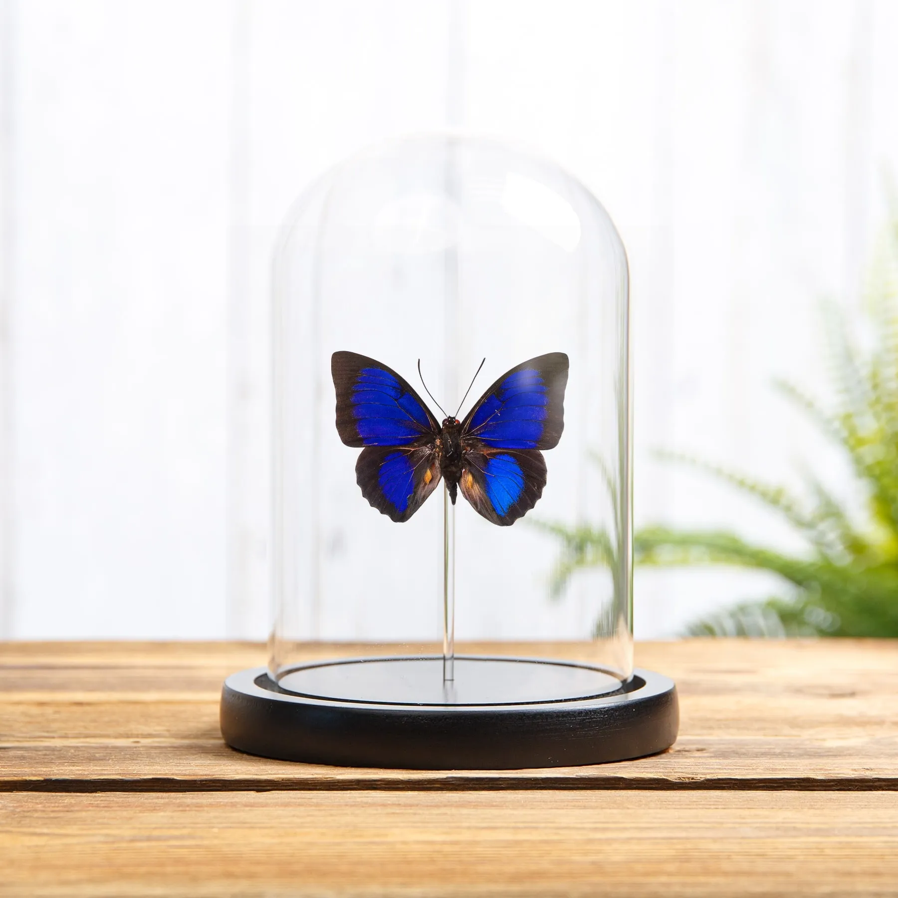 Minibeast Papillon Hybride Agrias Bleu X Prepona sous cloche en verre avec Base en Bois (Agrias hewitsonis x prepona sp)