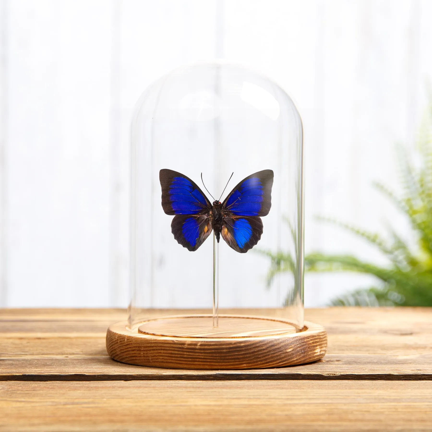 Minibeast Papillon Hybride Agrias Bleu X Prepona sous cloche en verre avec Base en Bois (Agrias hewitsonis x prepona sp)