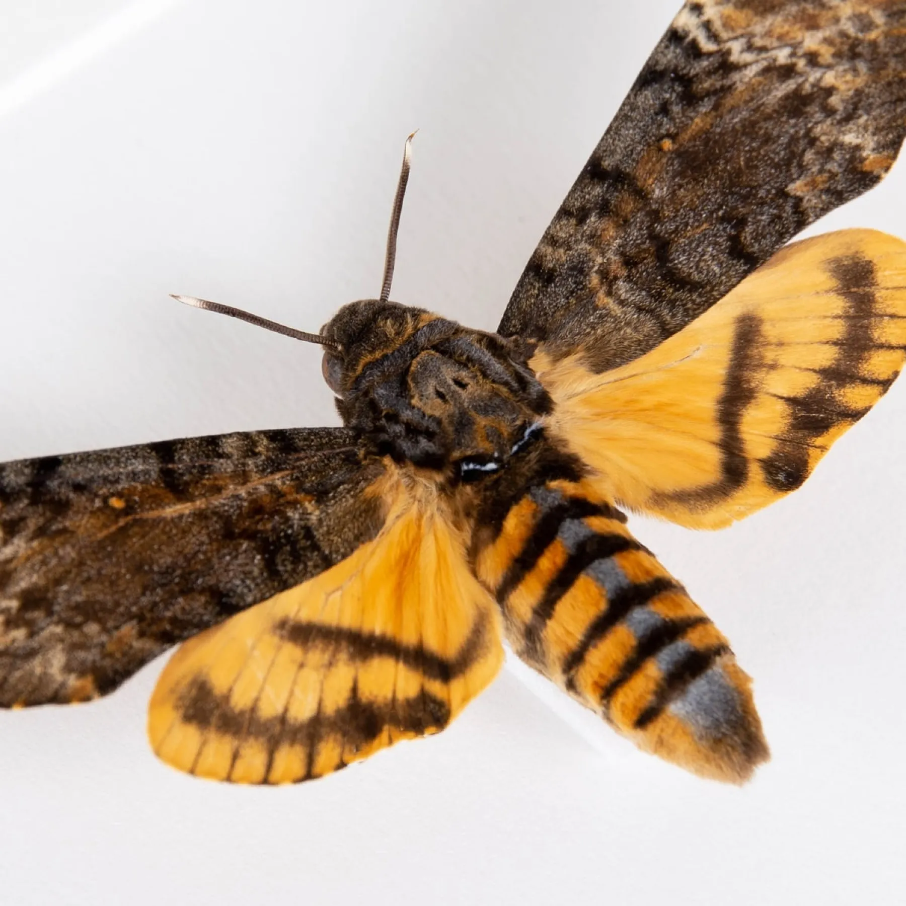 Death's Head Hawk Moth Silence of the Lambs In Box Frame (Acherontia styx)
