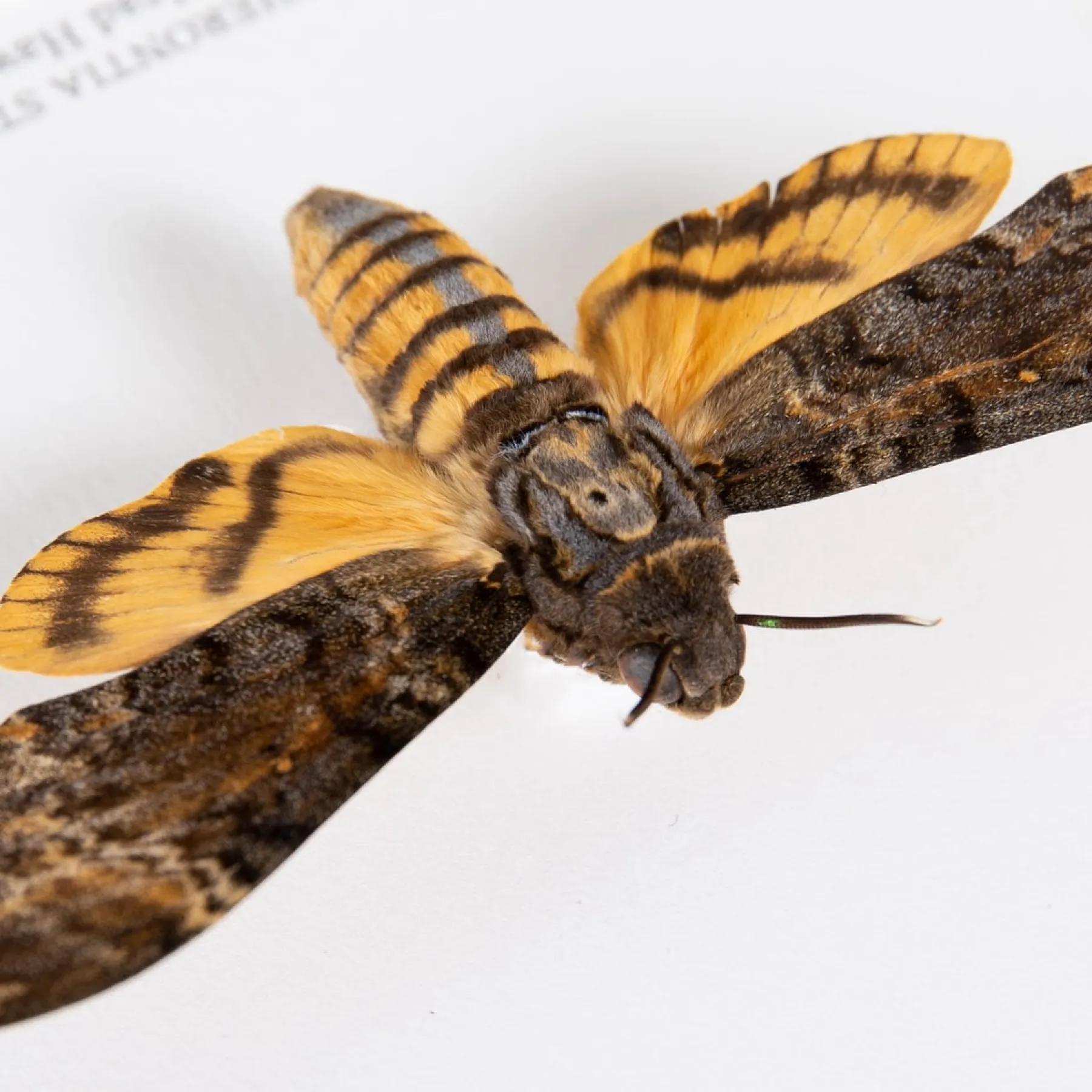 Death's Head Hawk Moth Silence of the Lambs In Box Frame (Acherontia styx)