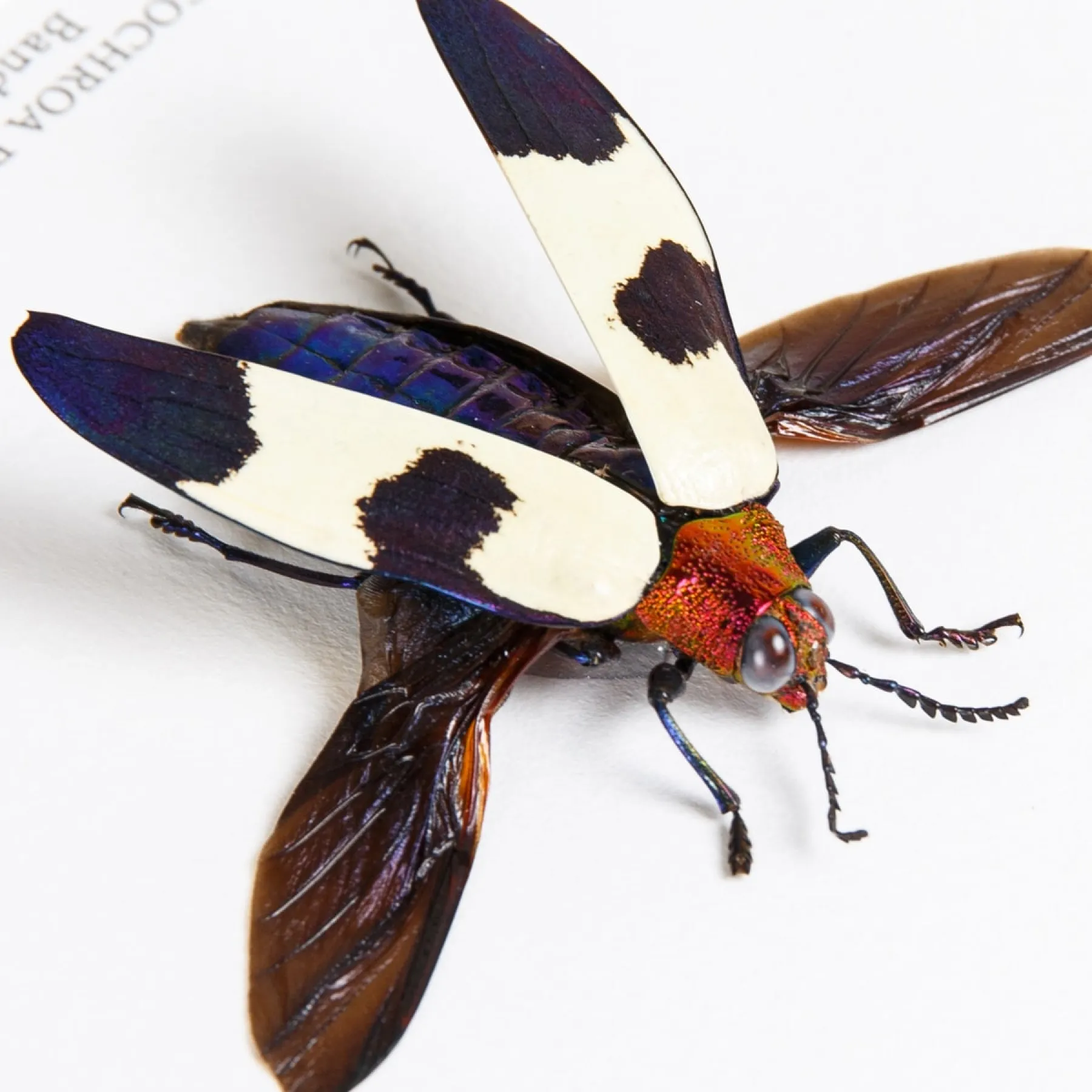 Jewel Beetle Trio In Box Frame (Polybothris sumptuosa, Chrysochroa fulminans & buqueti)