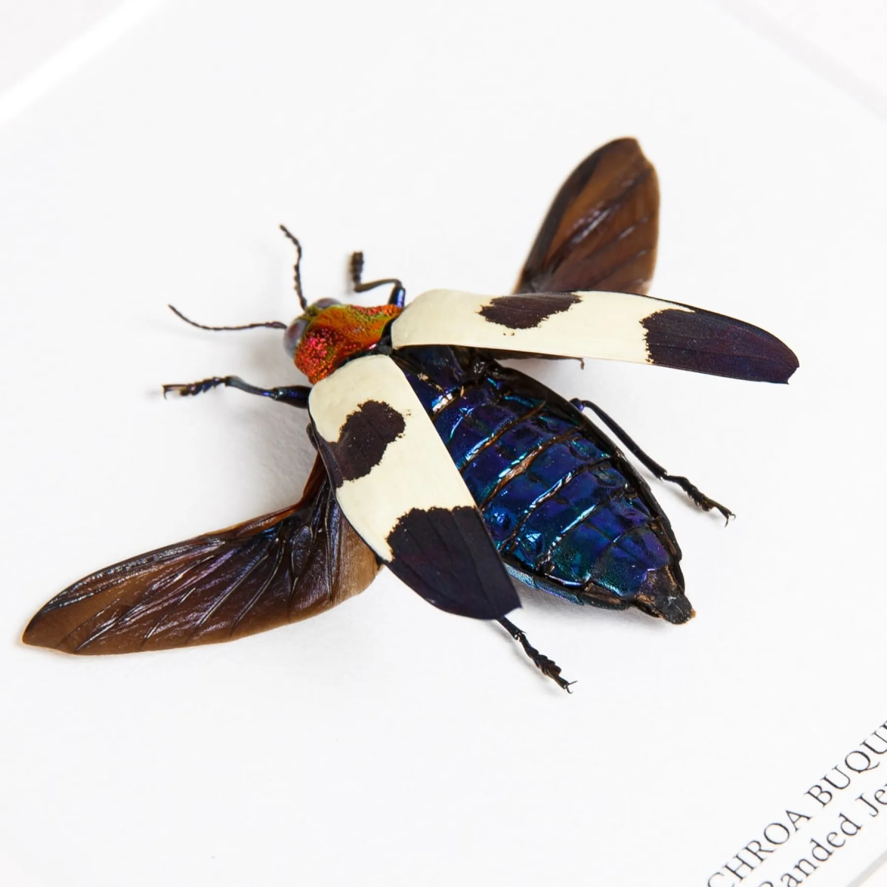 Banded Jewel Beetle In Box Frame (Chrysochroa buqueti rugicollis) Minibeast Banded Jewel Beetle In Box Frame (Chrysochroa buqueti rugicollis)
