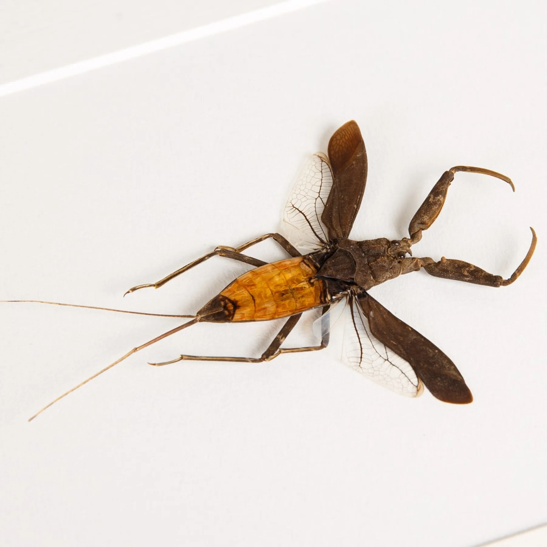 The Water Scorpion In Box Frame (Nepa cinerea) Minibeast The Water Scorpion In Box Frame (Nepa cinerea)